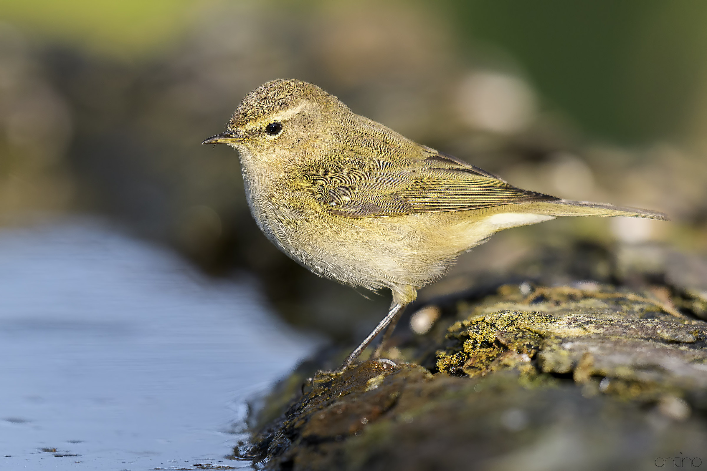 Chiffchaff