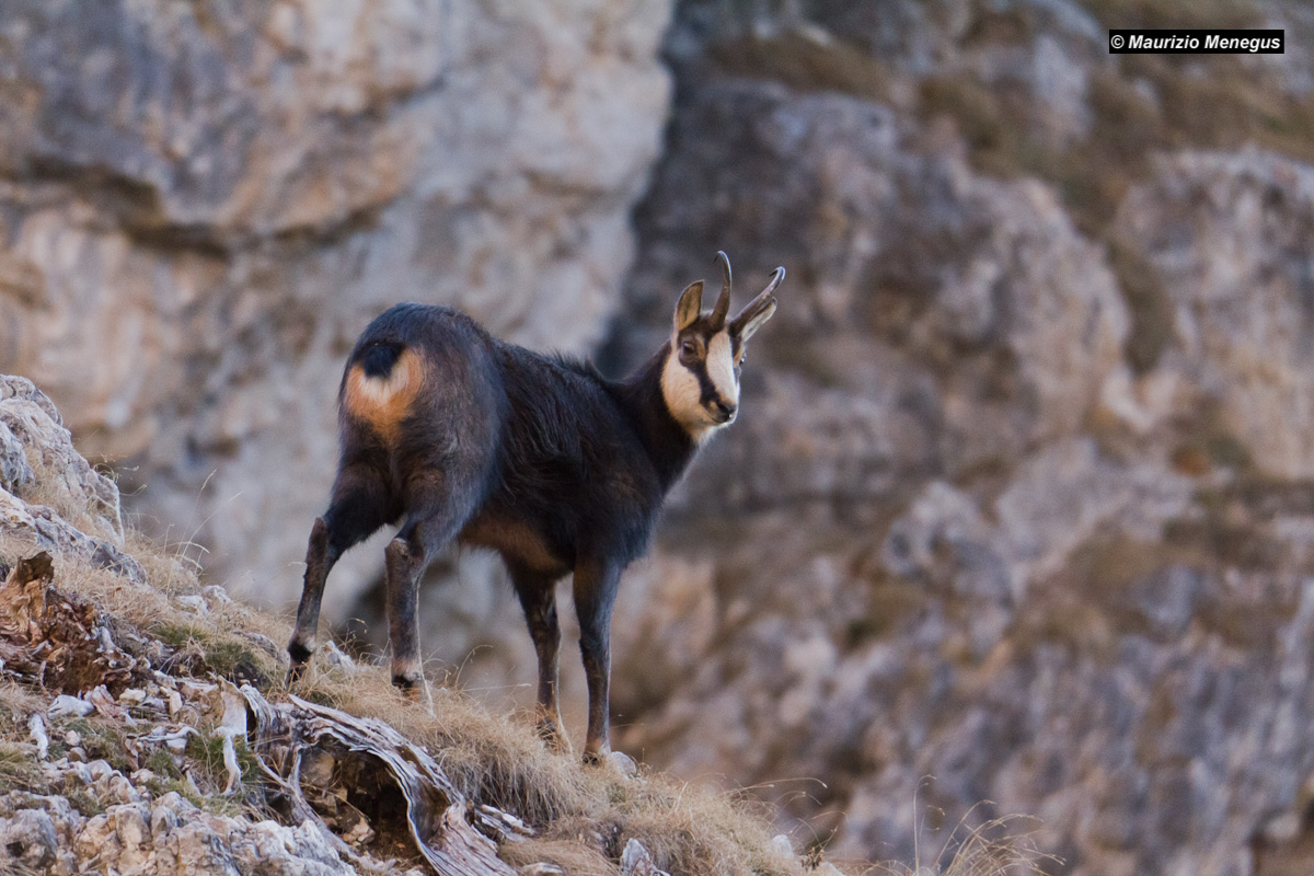 Bel maschio di camoscio