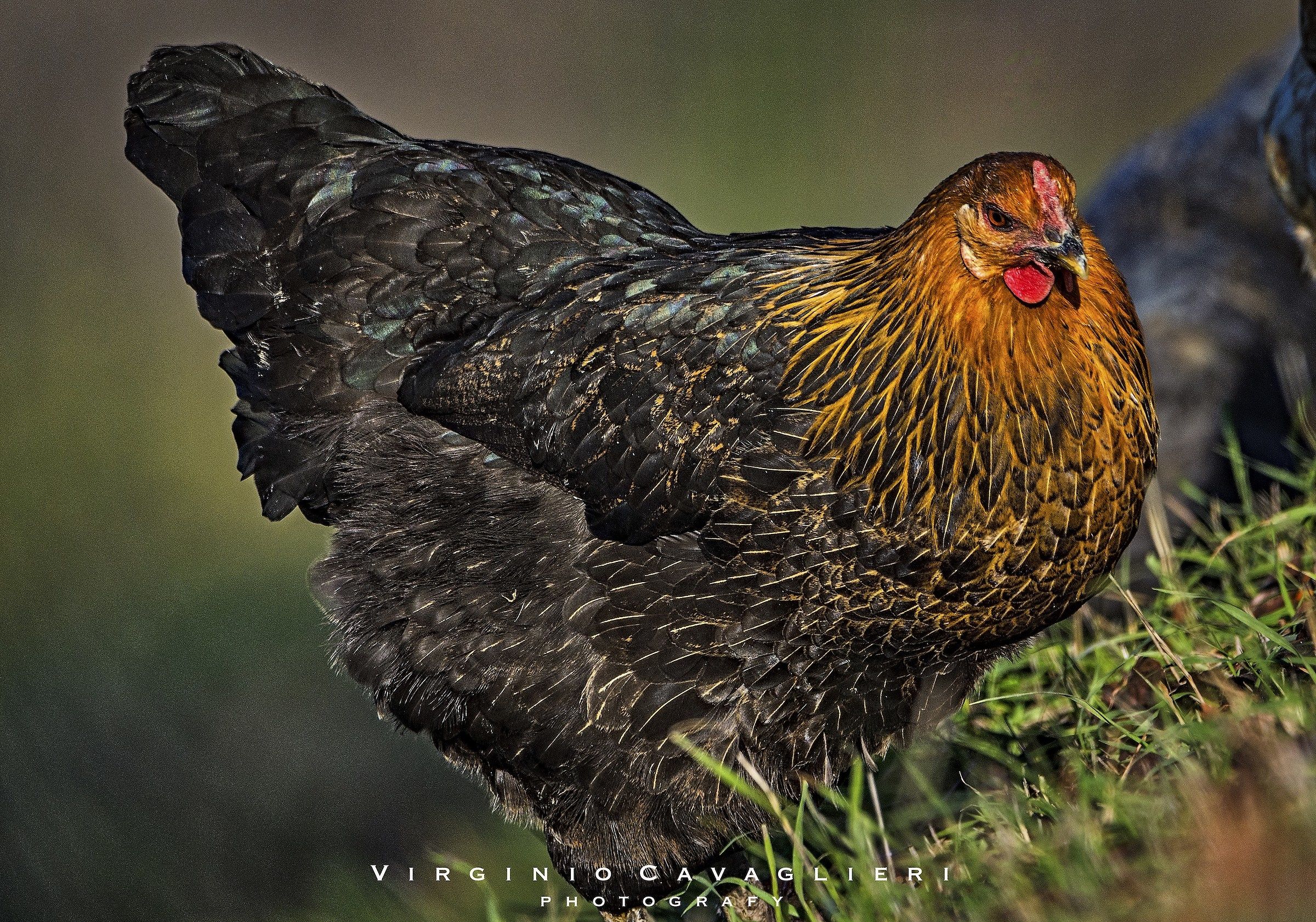 try the new Tamron 150-600