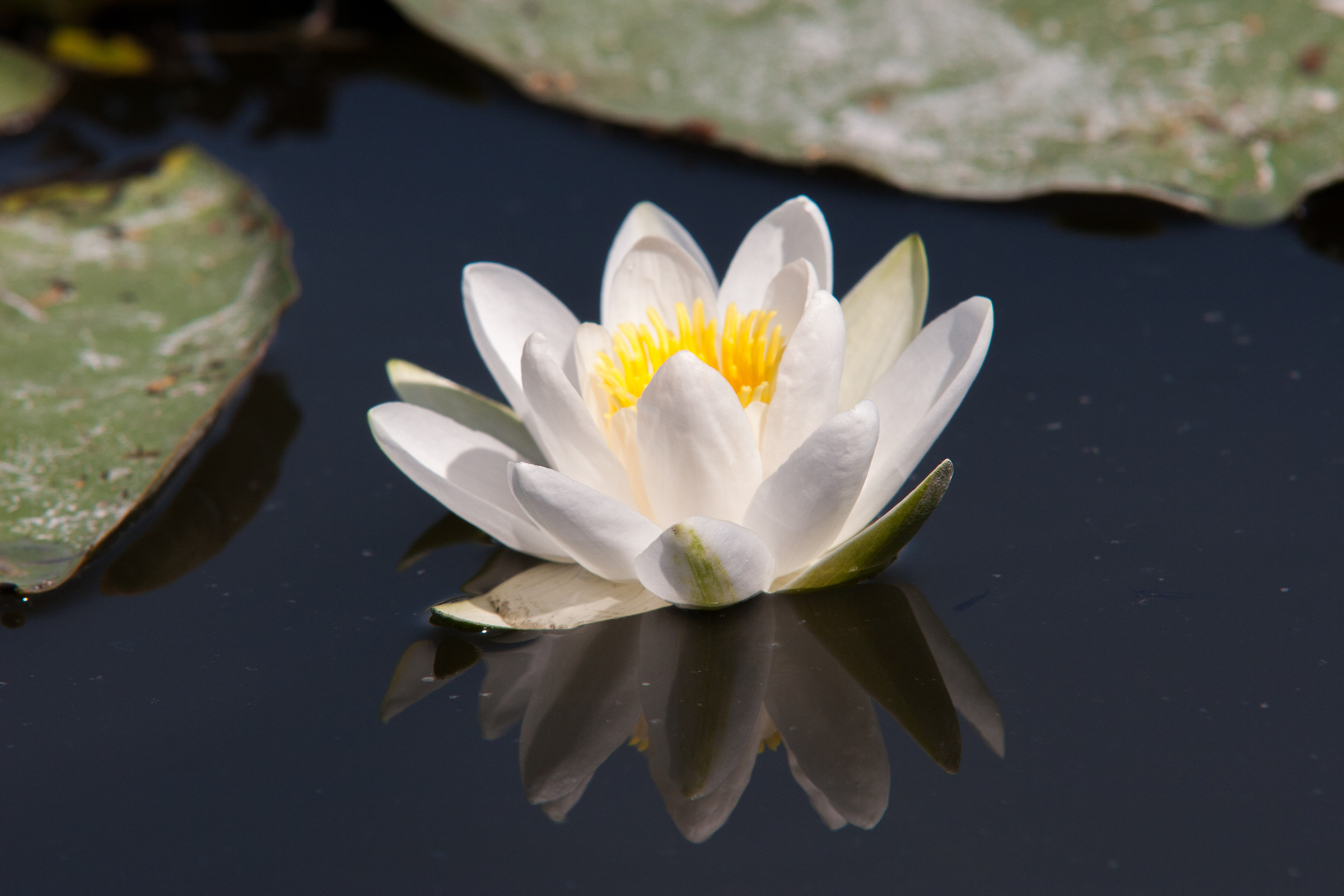 waterlily