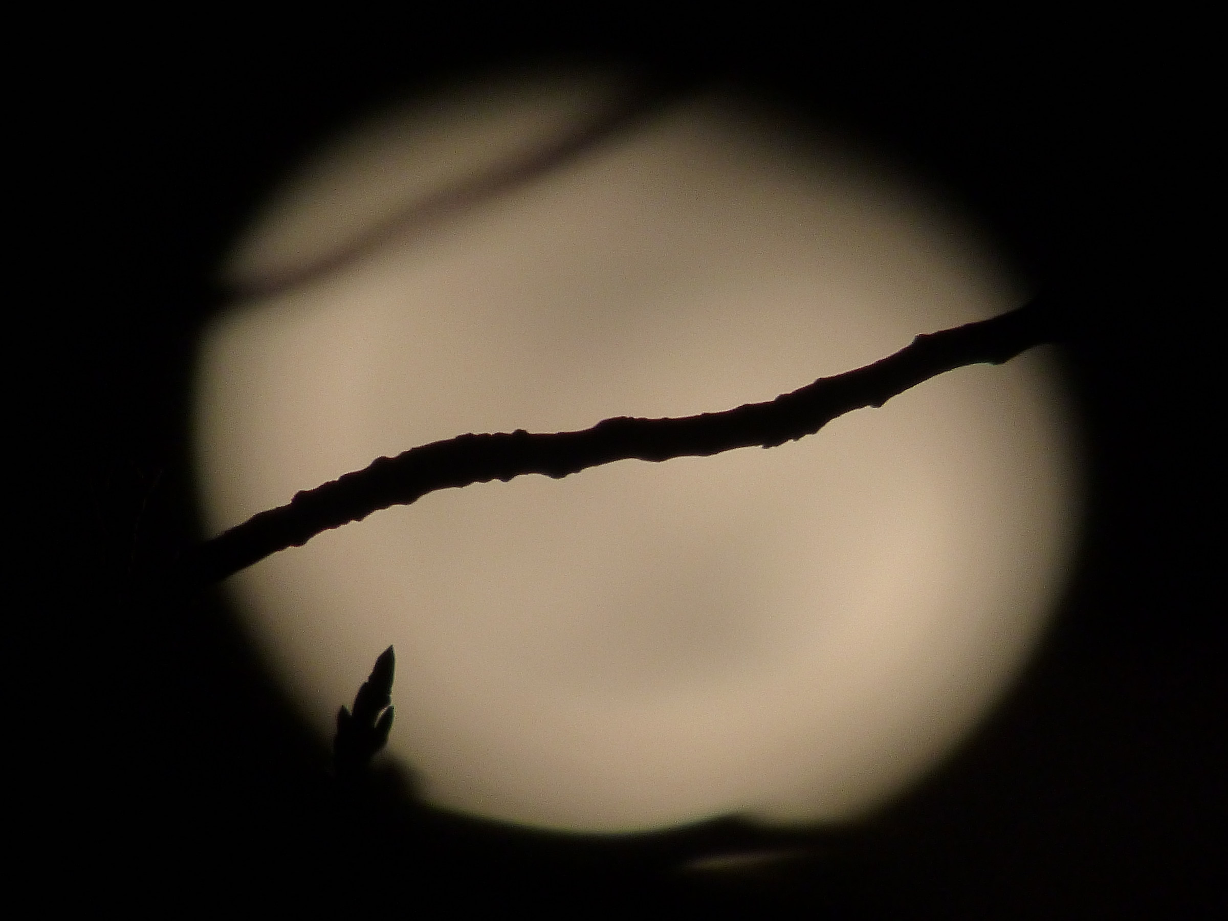 Front Of The Full Moon