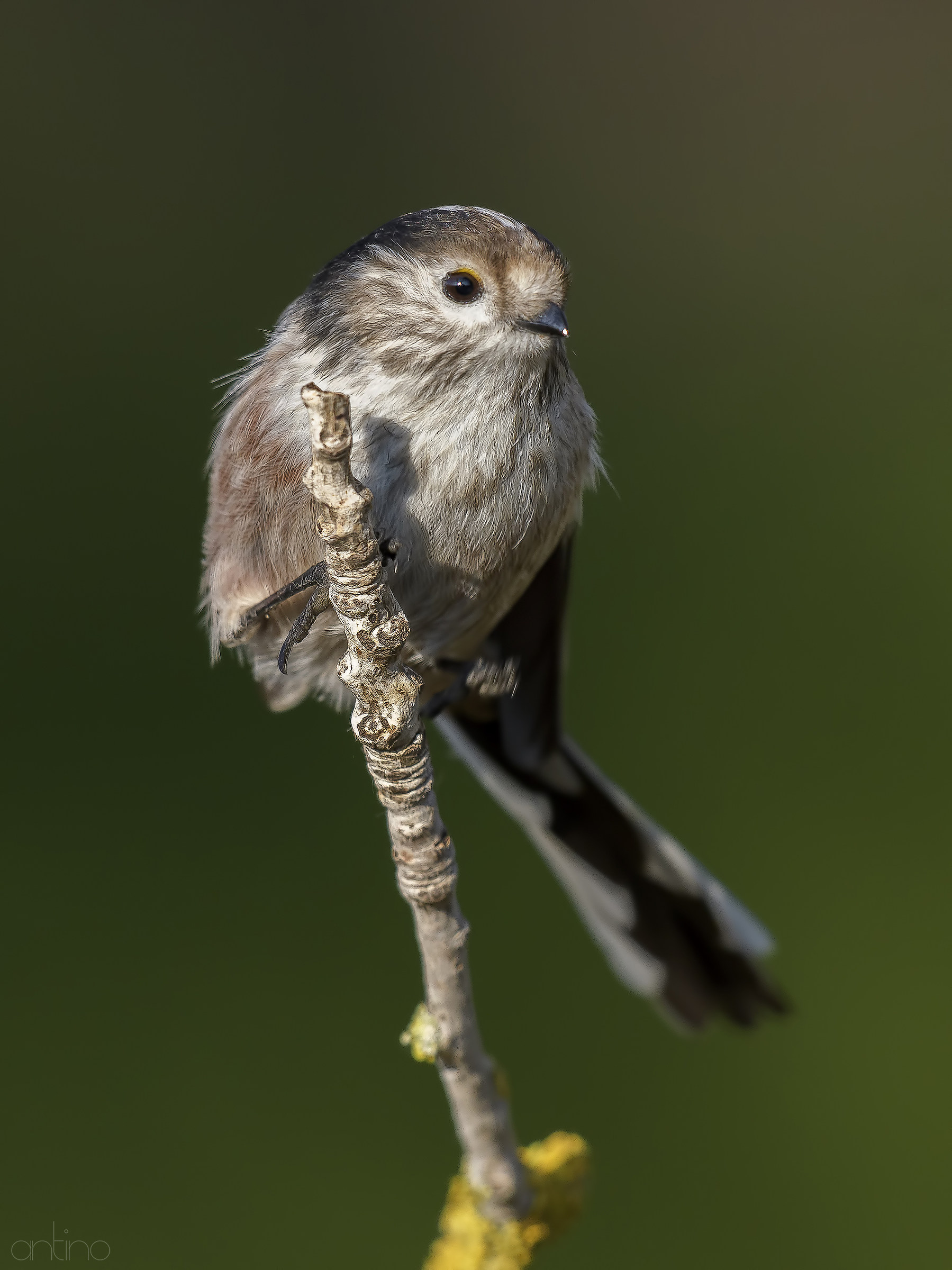 Long-tailed Tit