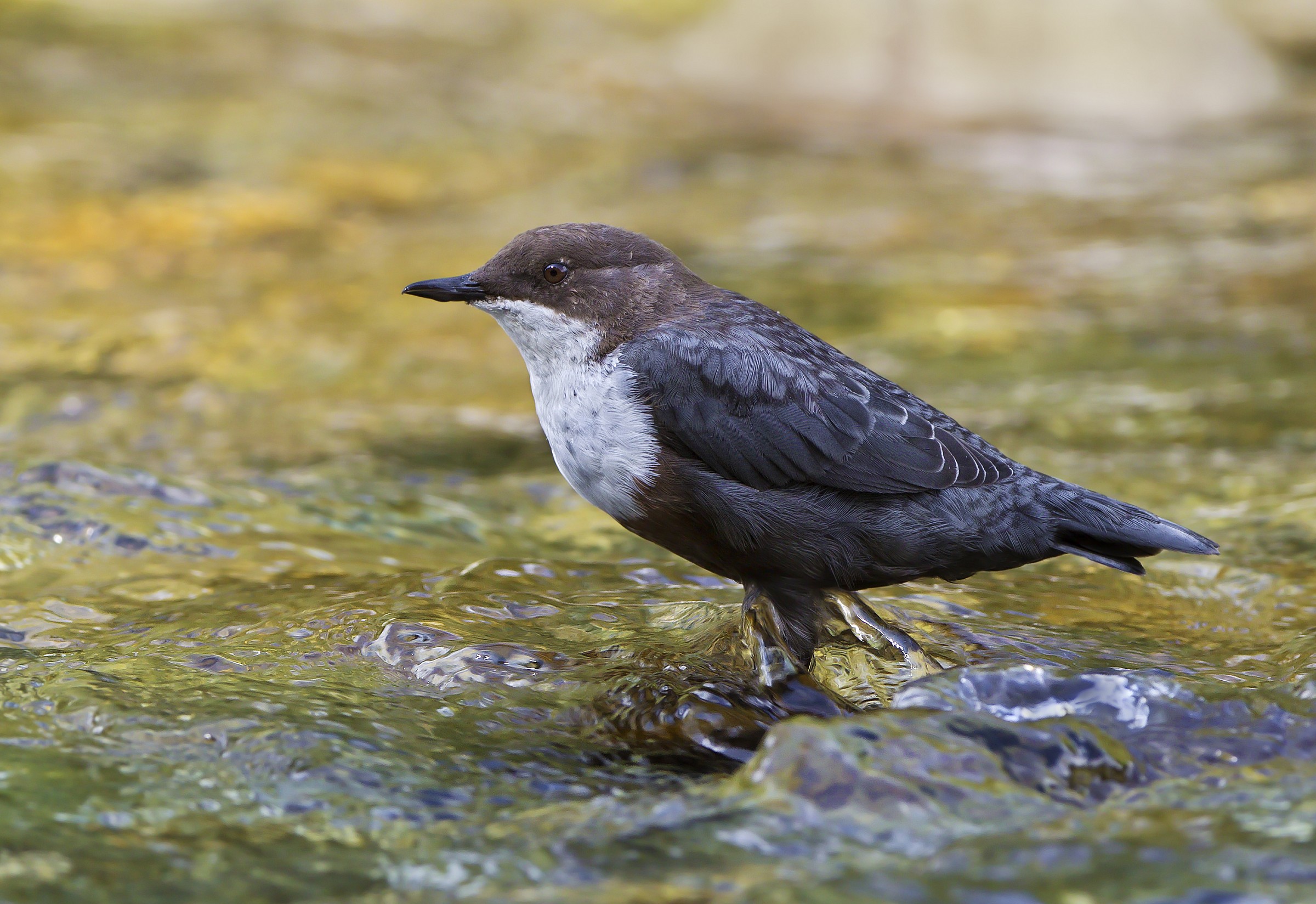 Dipper (Cinclus cinclus)