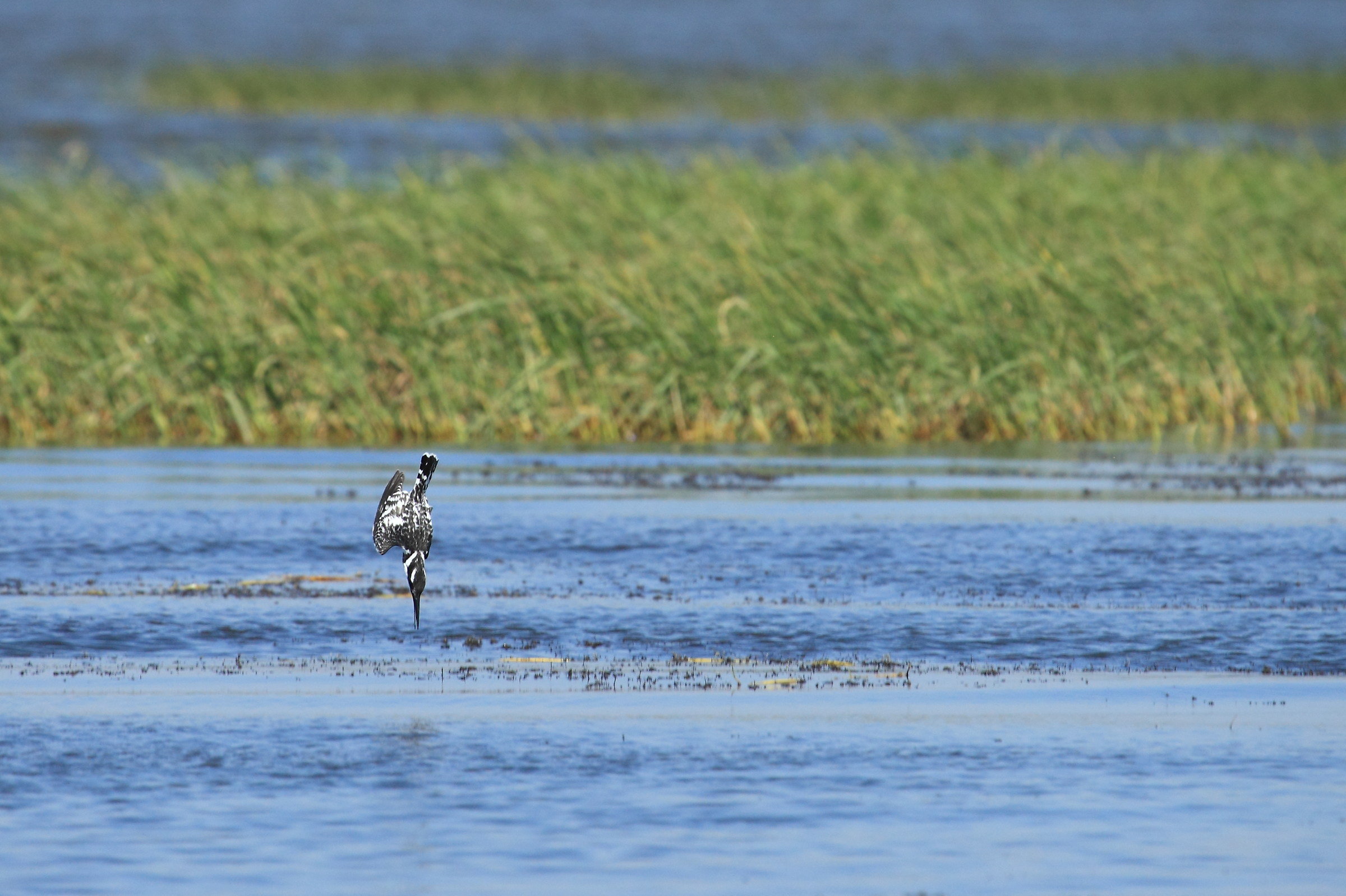 Prima dell' impatto....(Pied kingfisher)