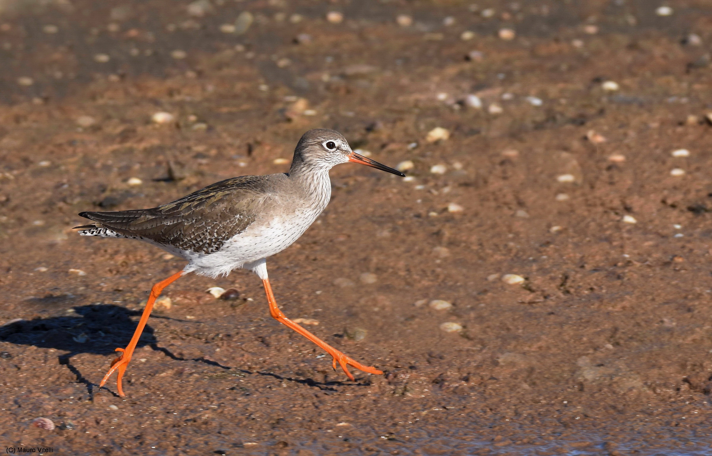 The race of the redshank
