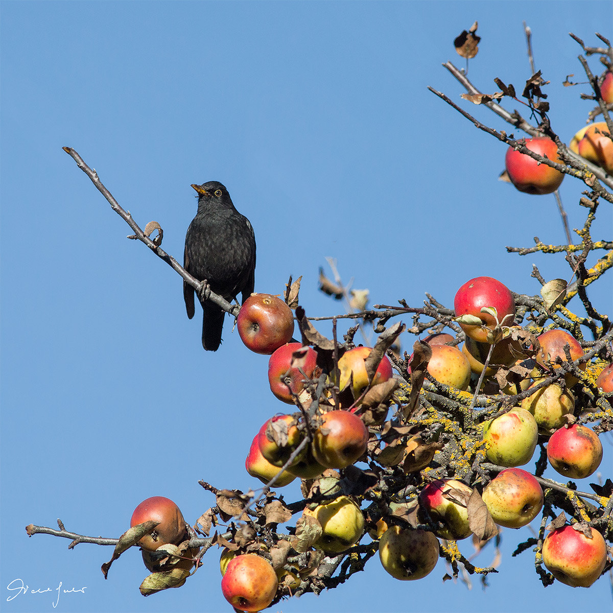 Blackbird on apple