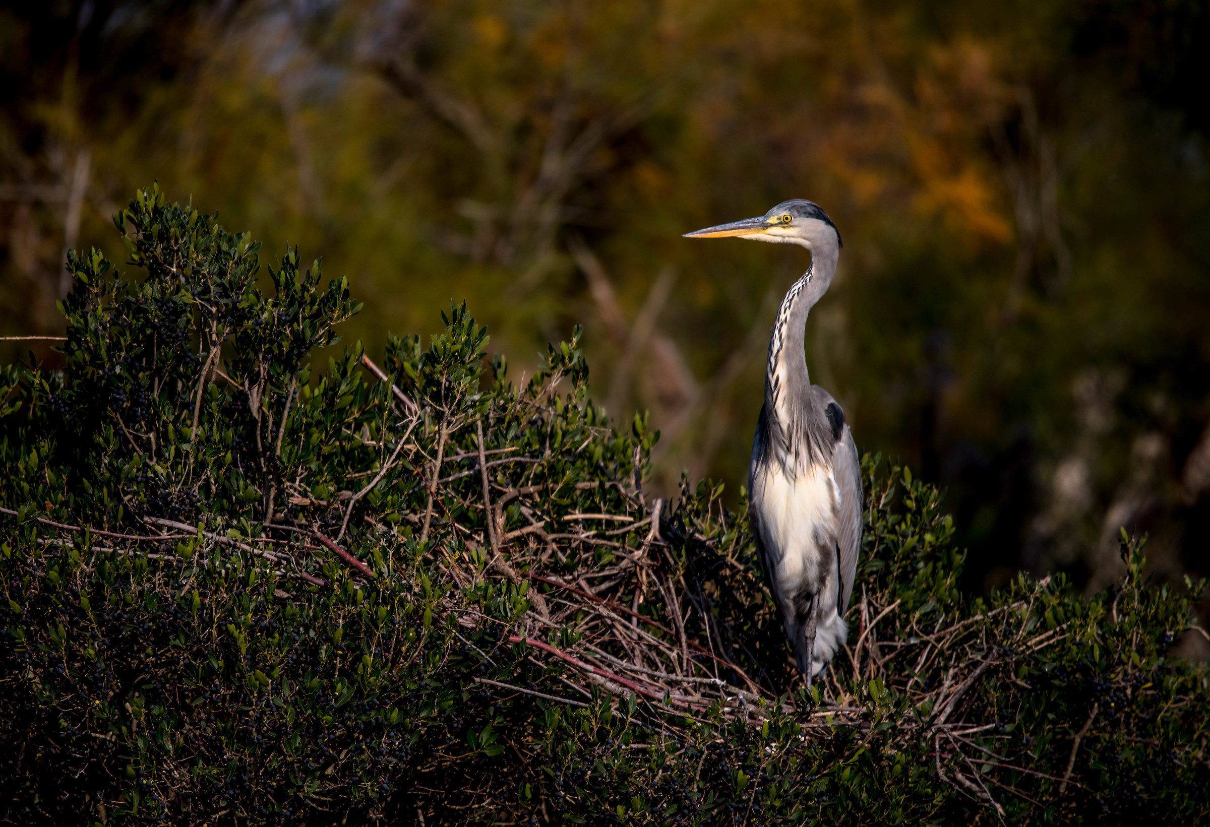 Heron in sunset light