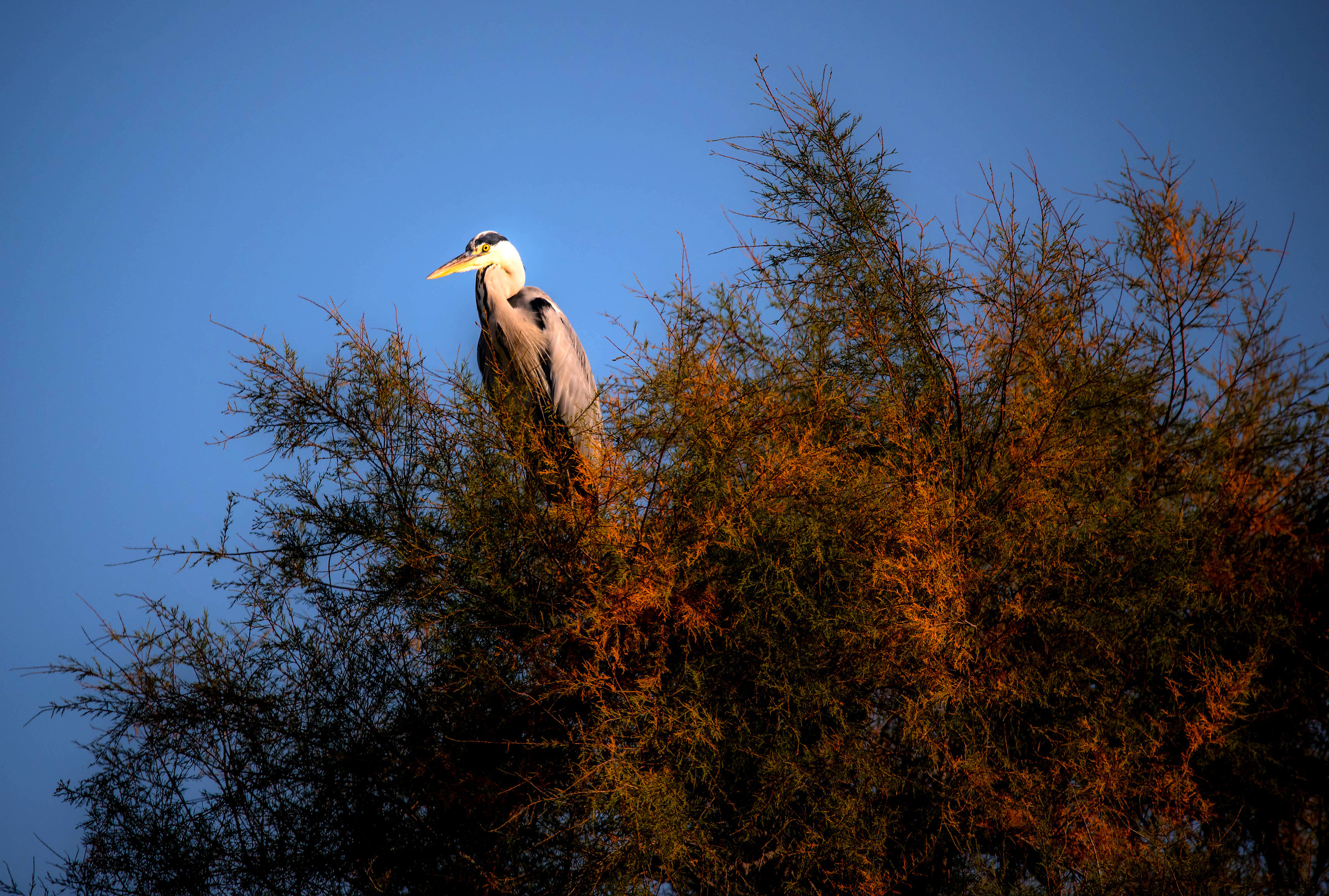 Heron in sunset light 2