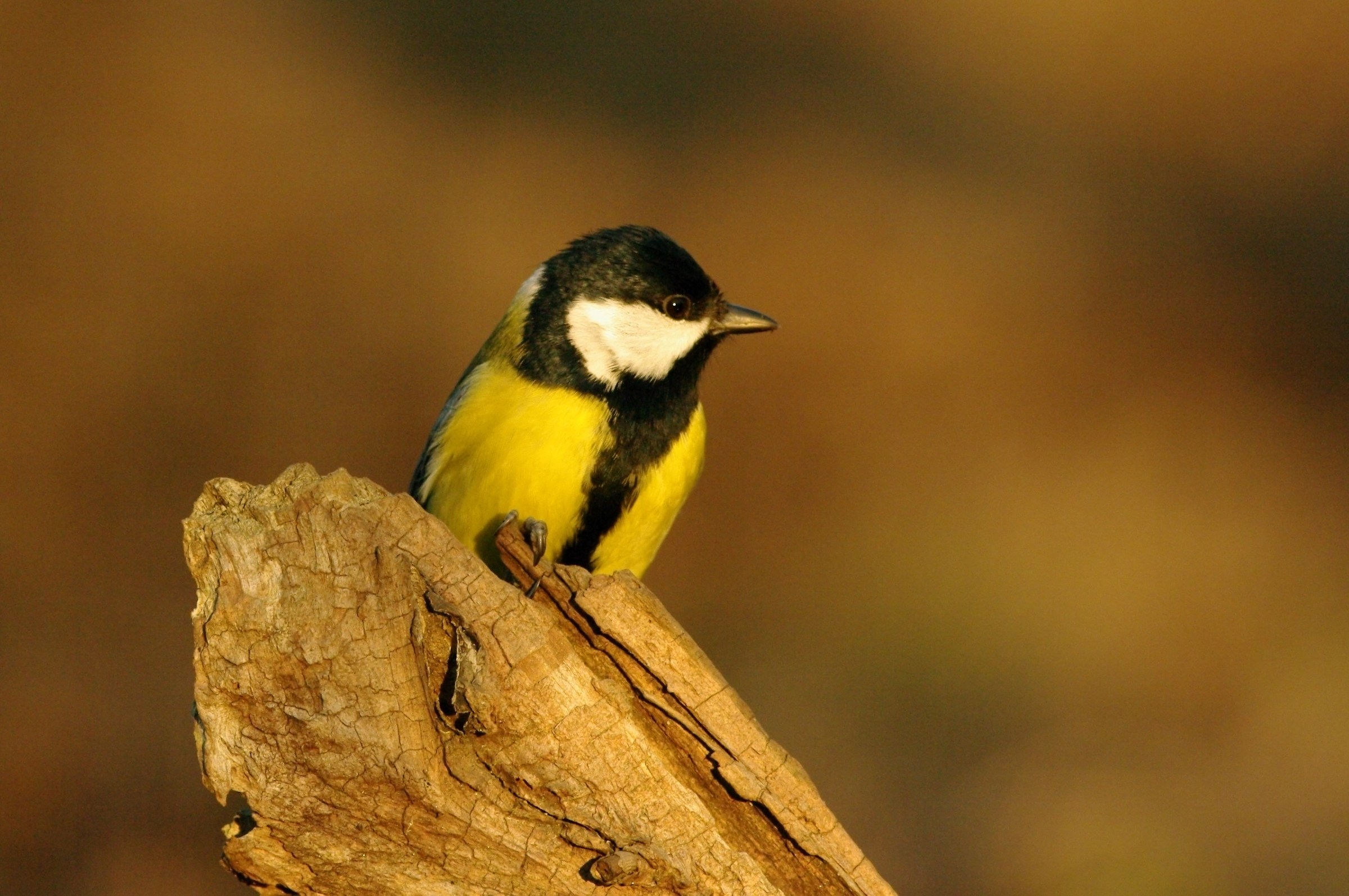 Great Tit (Parus major)