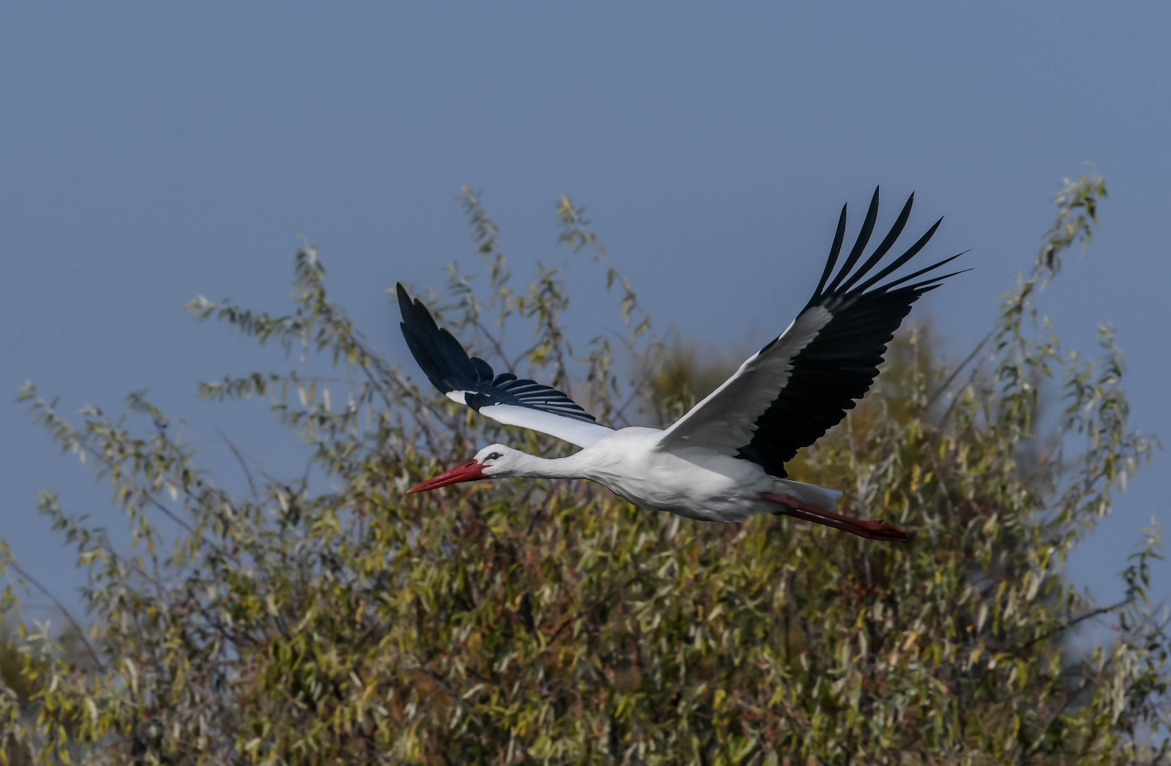 flying stork 1