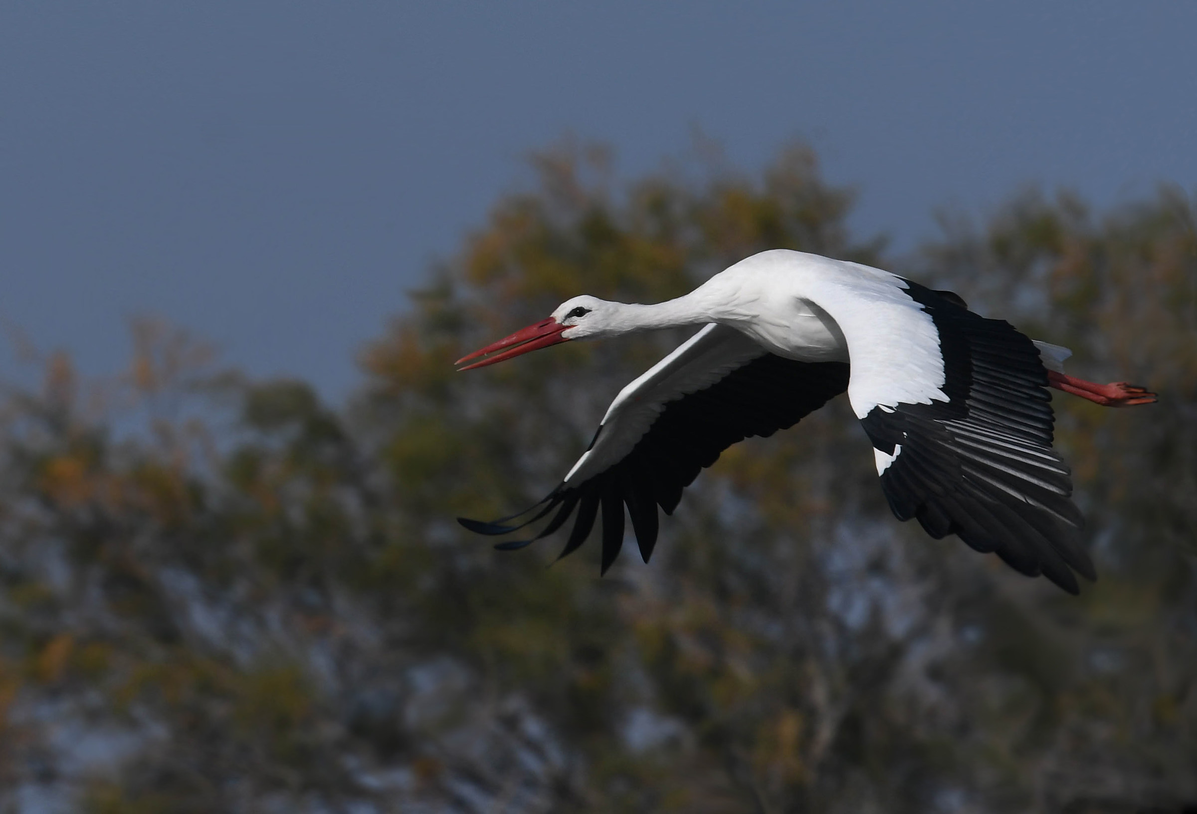 in flight Stork 2