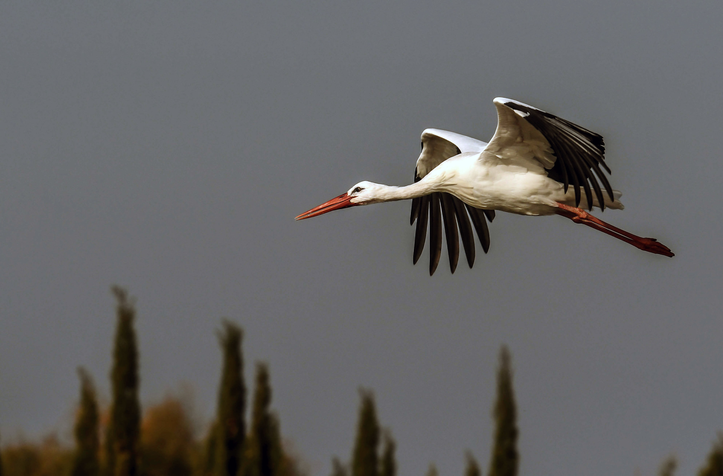 Stork in flight 3