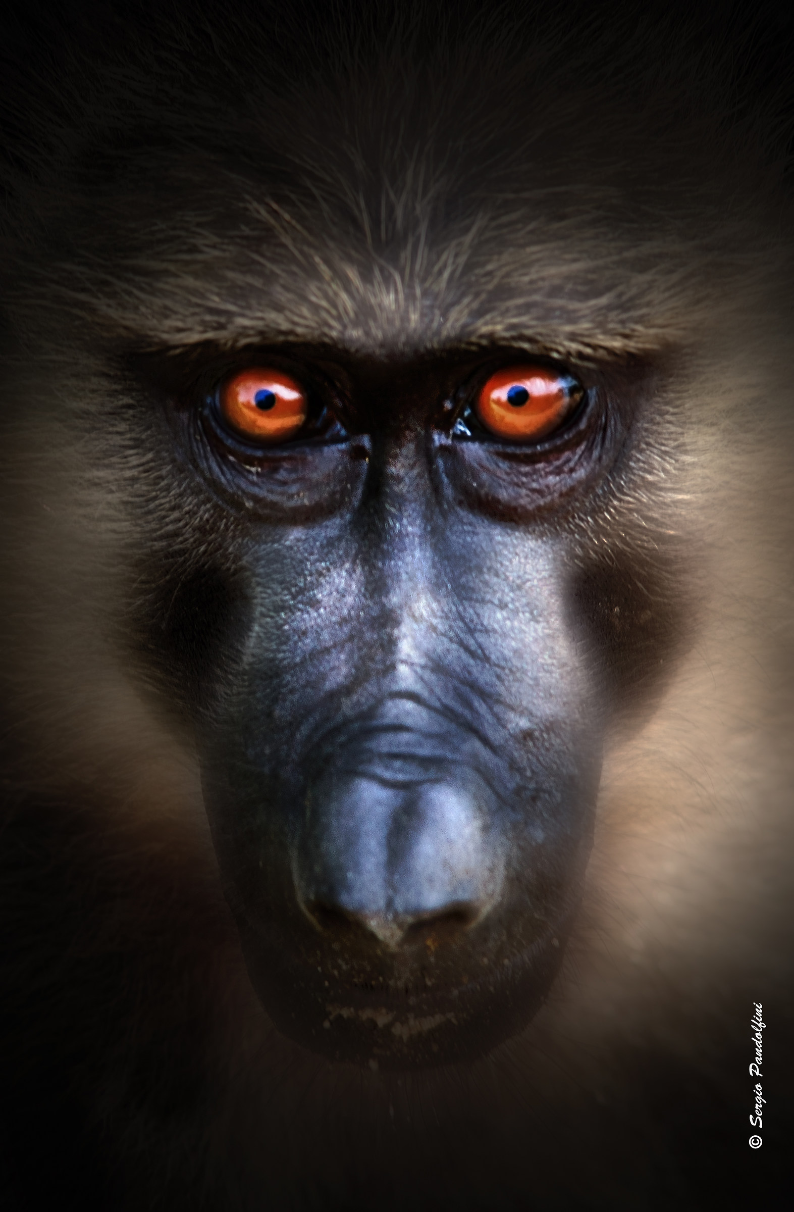 Intelligenza e bestialità