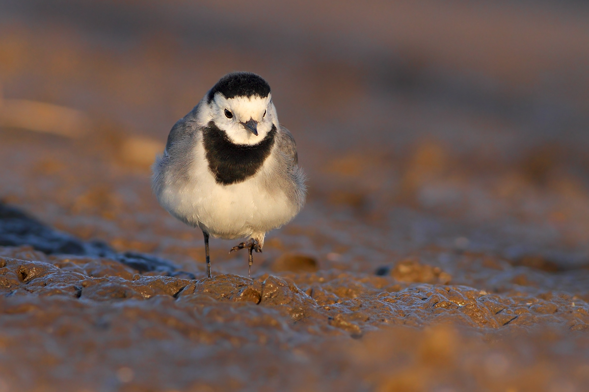 white Wagtail