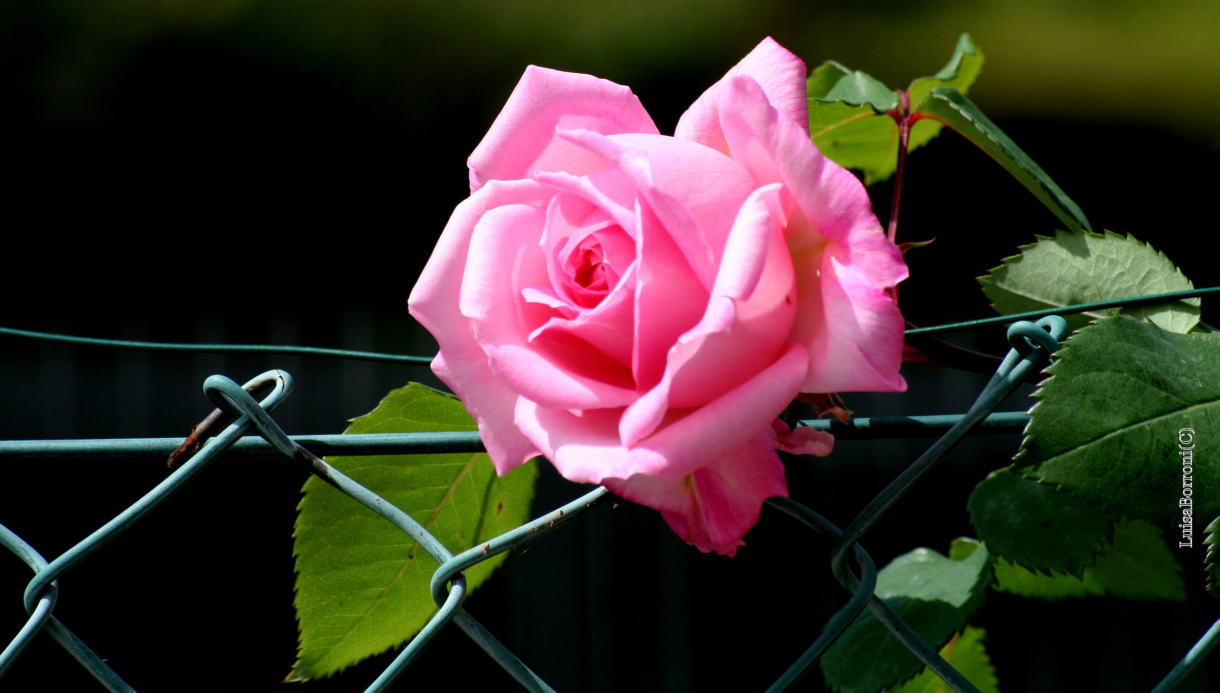 A wonder beyond the fence