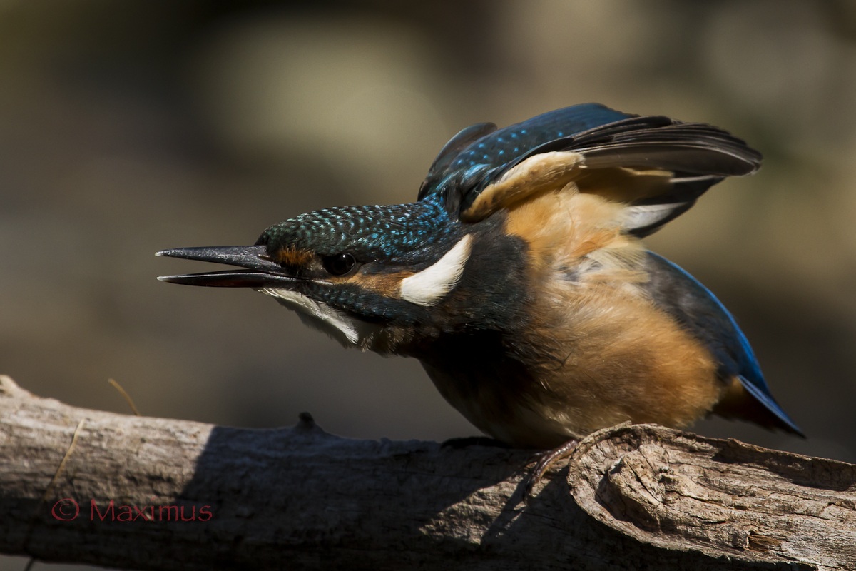 il Martino che vuole essere Hulk...