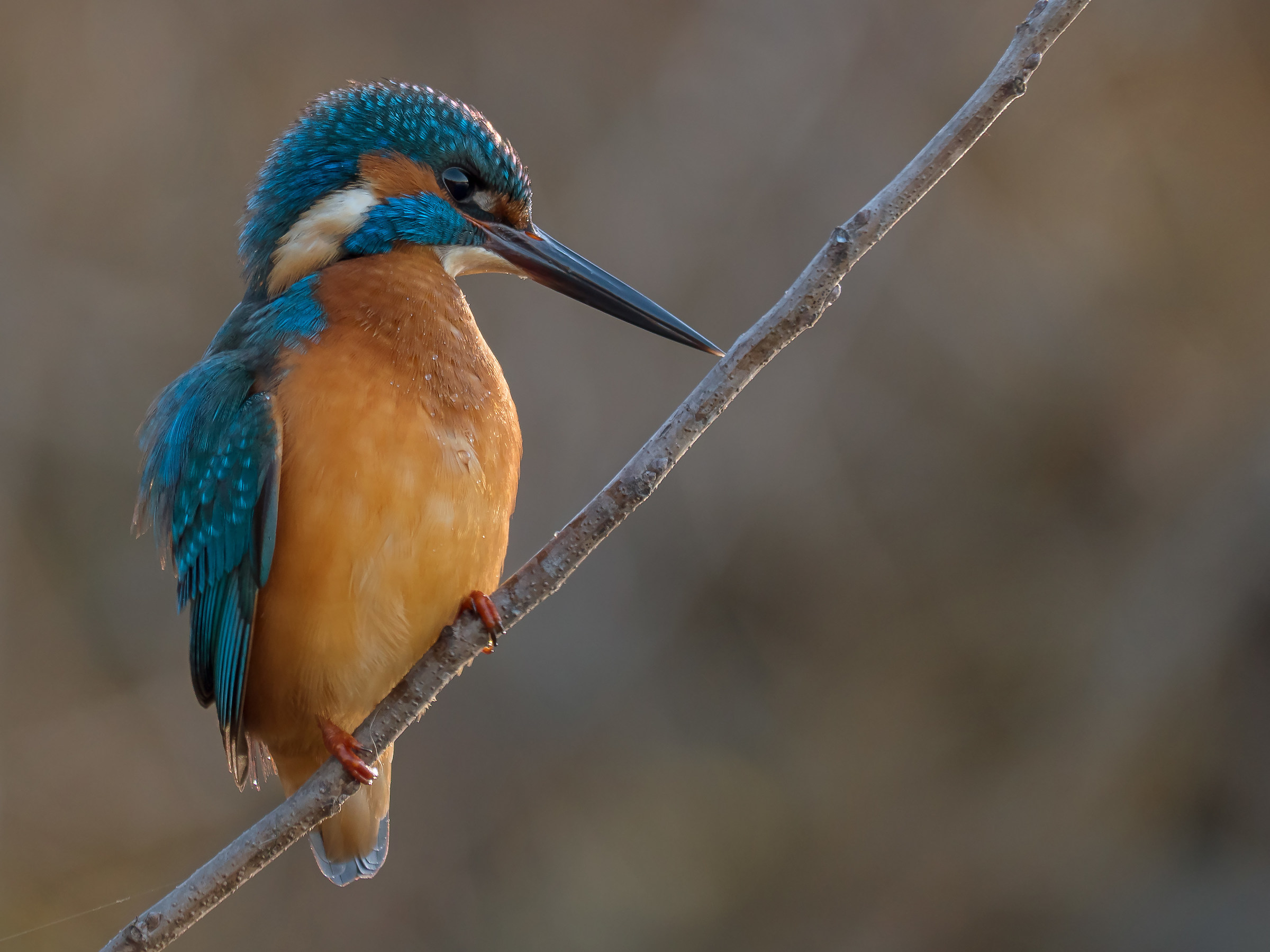 Kingfisher