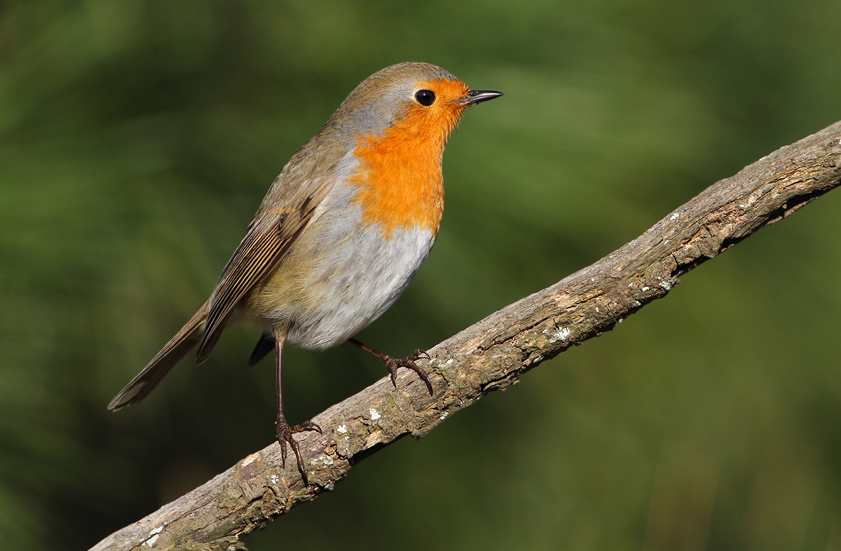 Robin