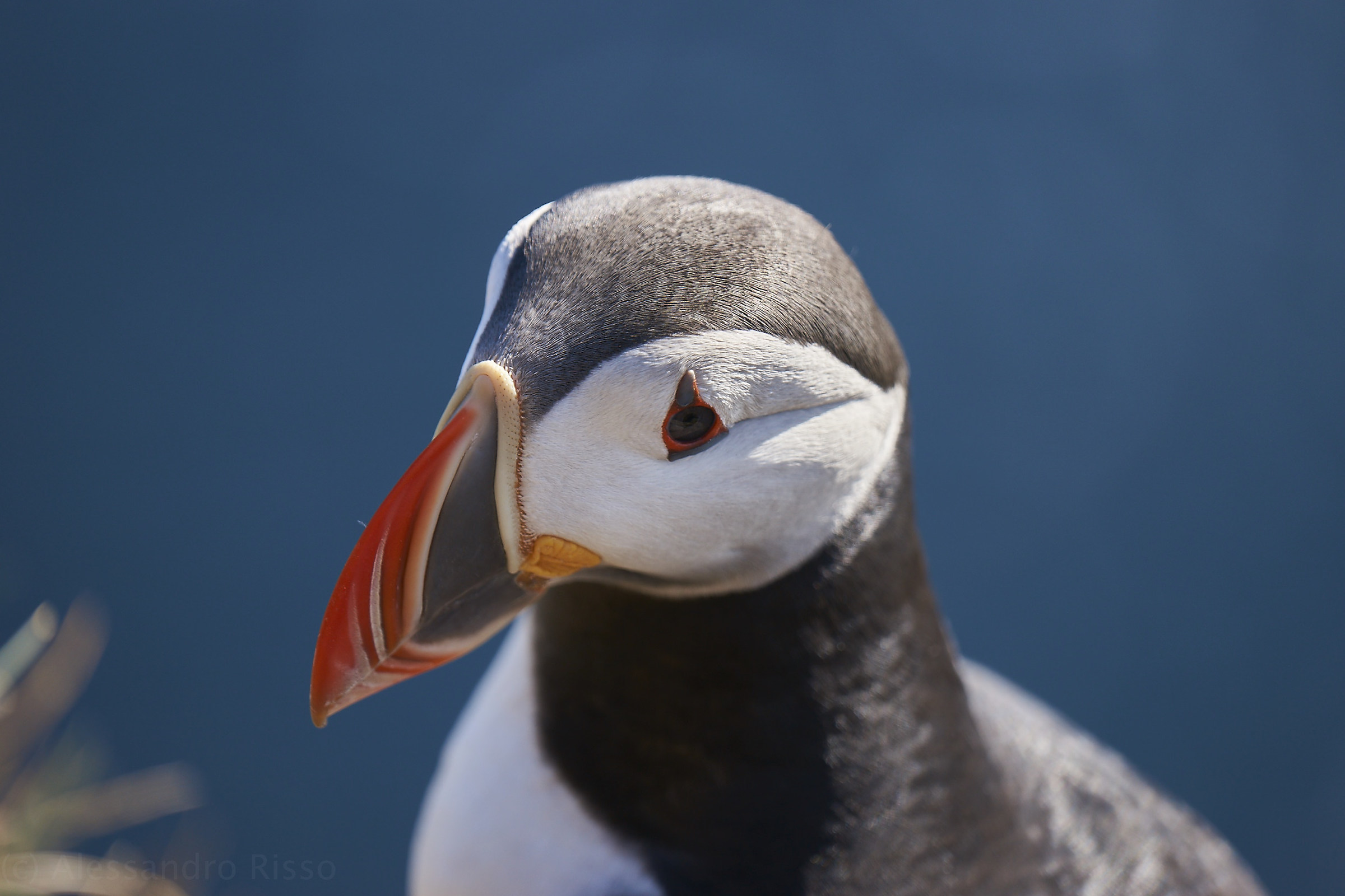 Puffins
