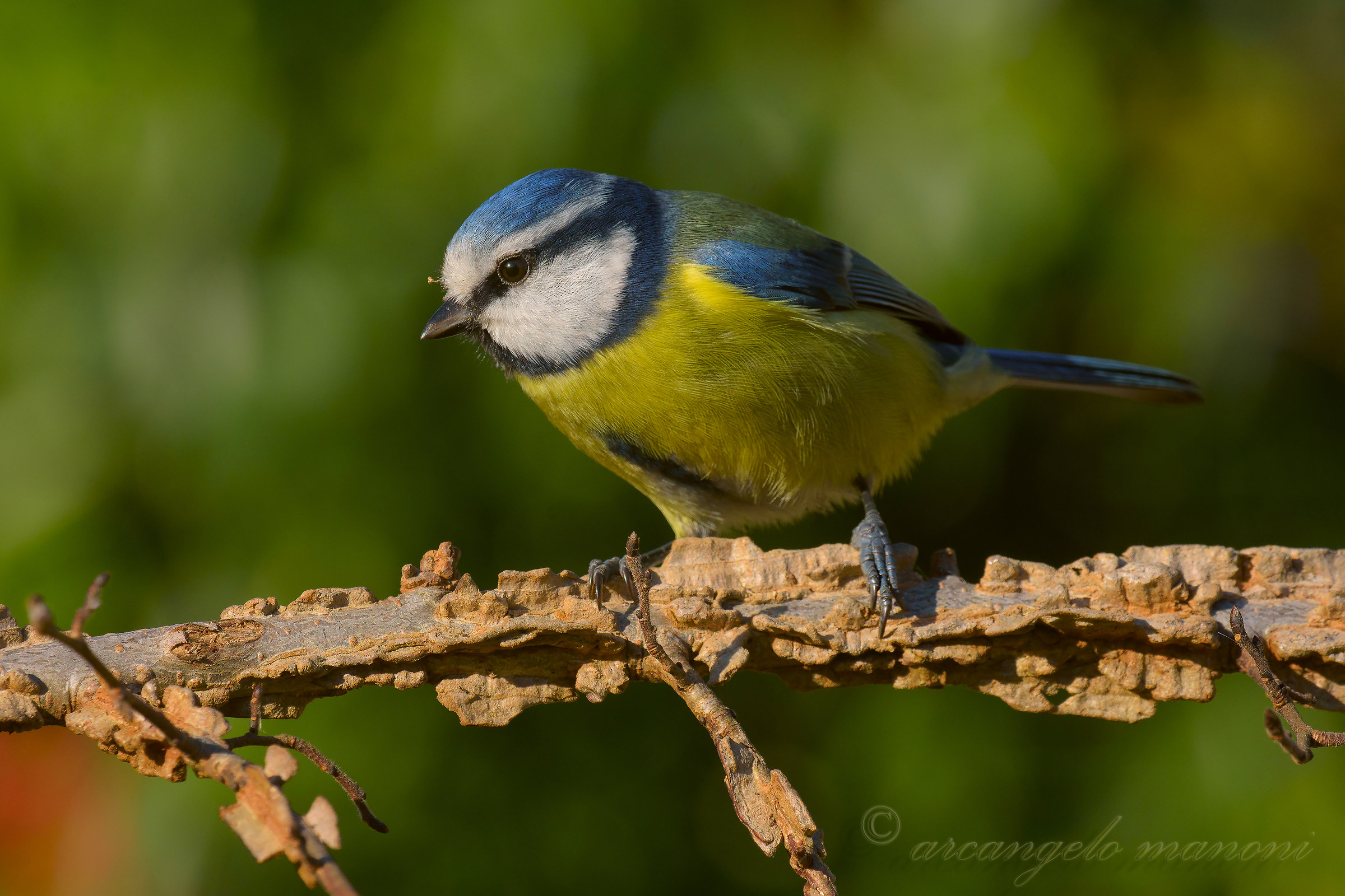 Una cinciarella in posa