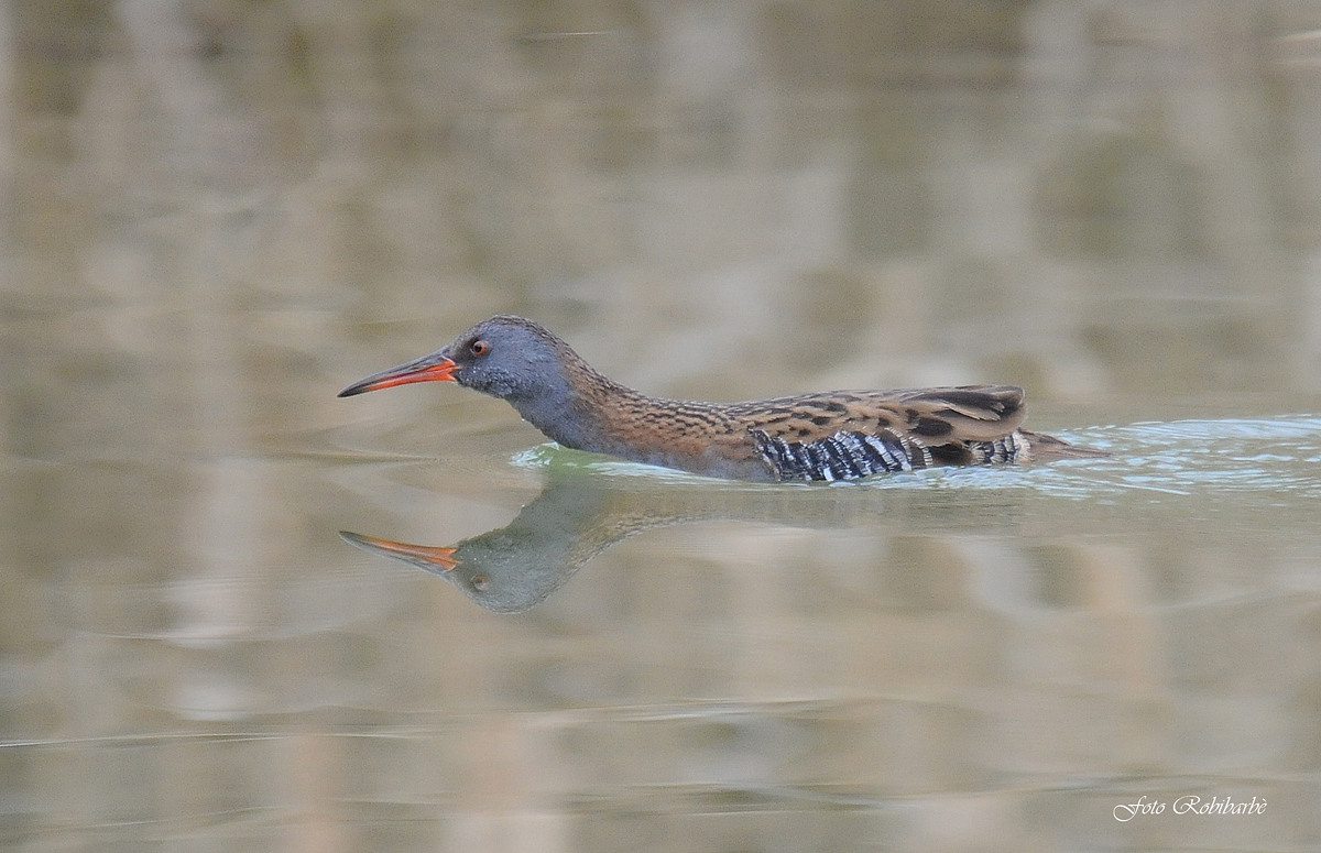 Porciglione in ammollo...