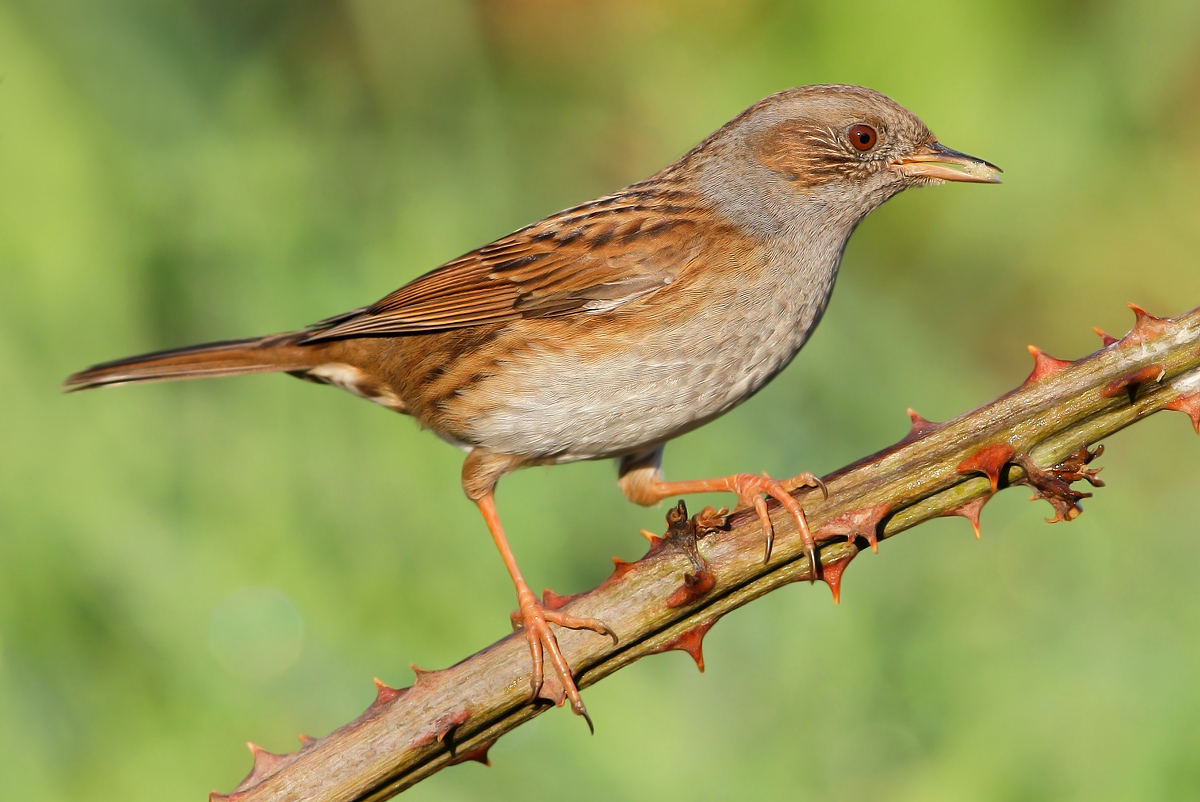 Dunnock