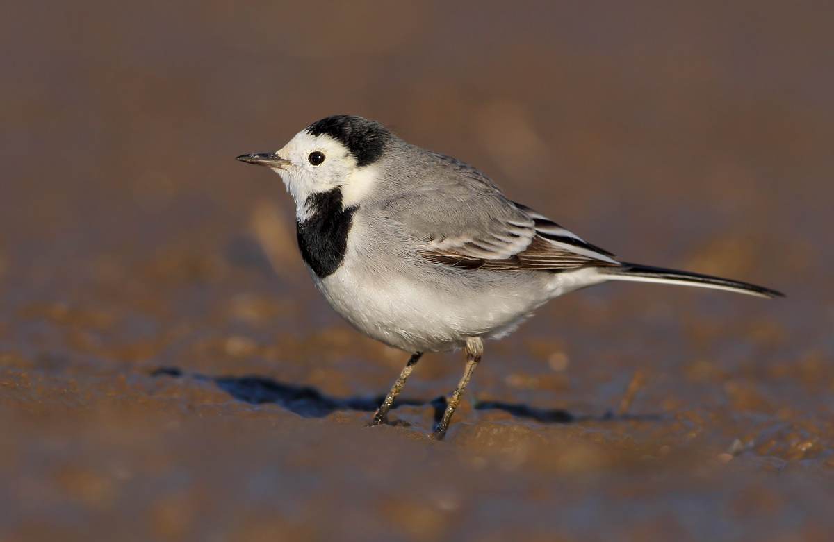 white Wagtail