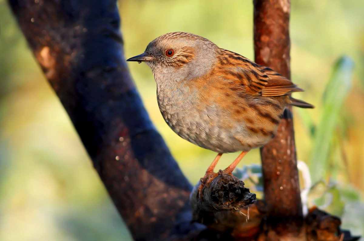 Dunnock