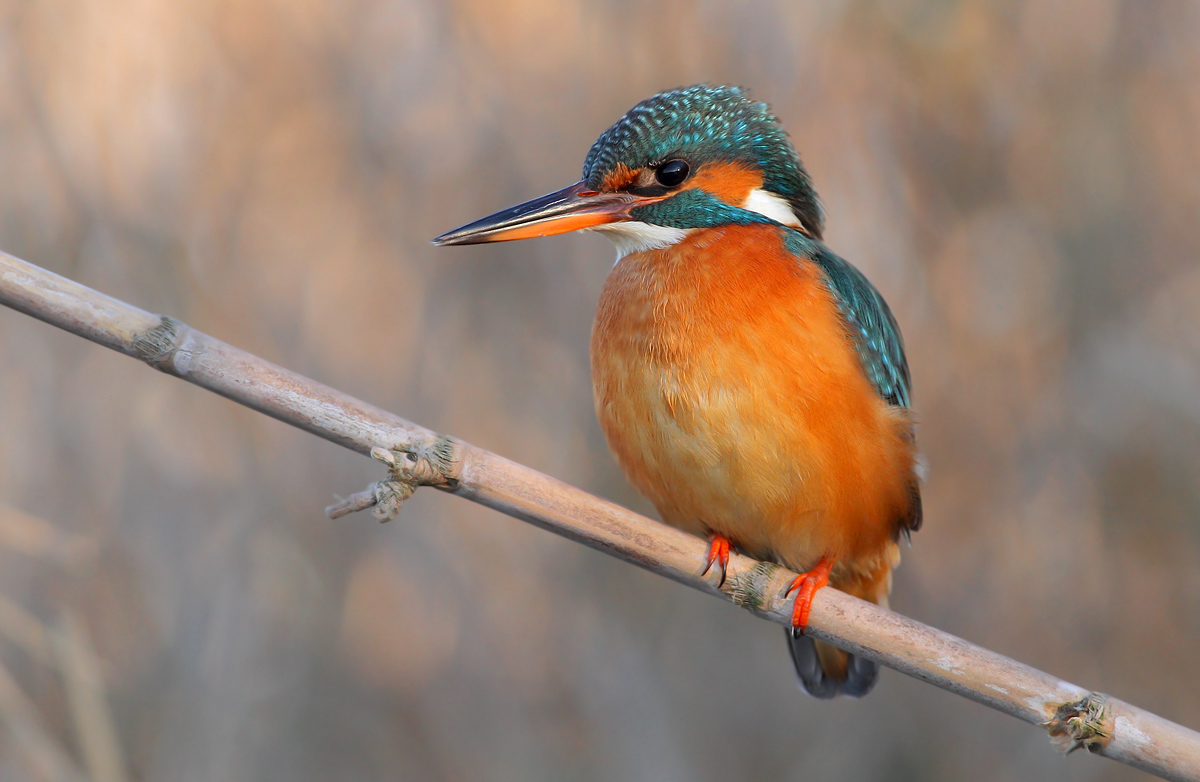 Kingfisher