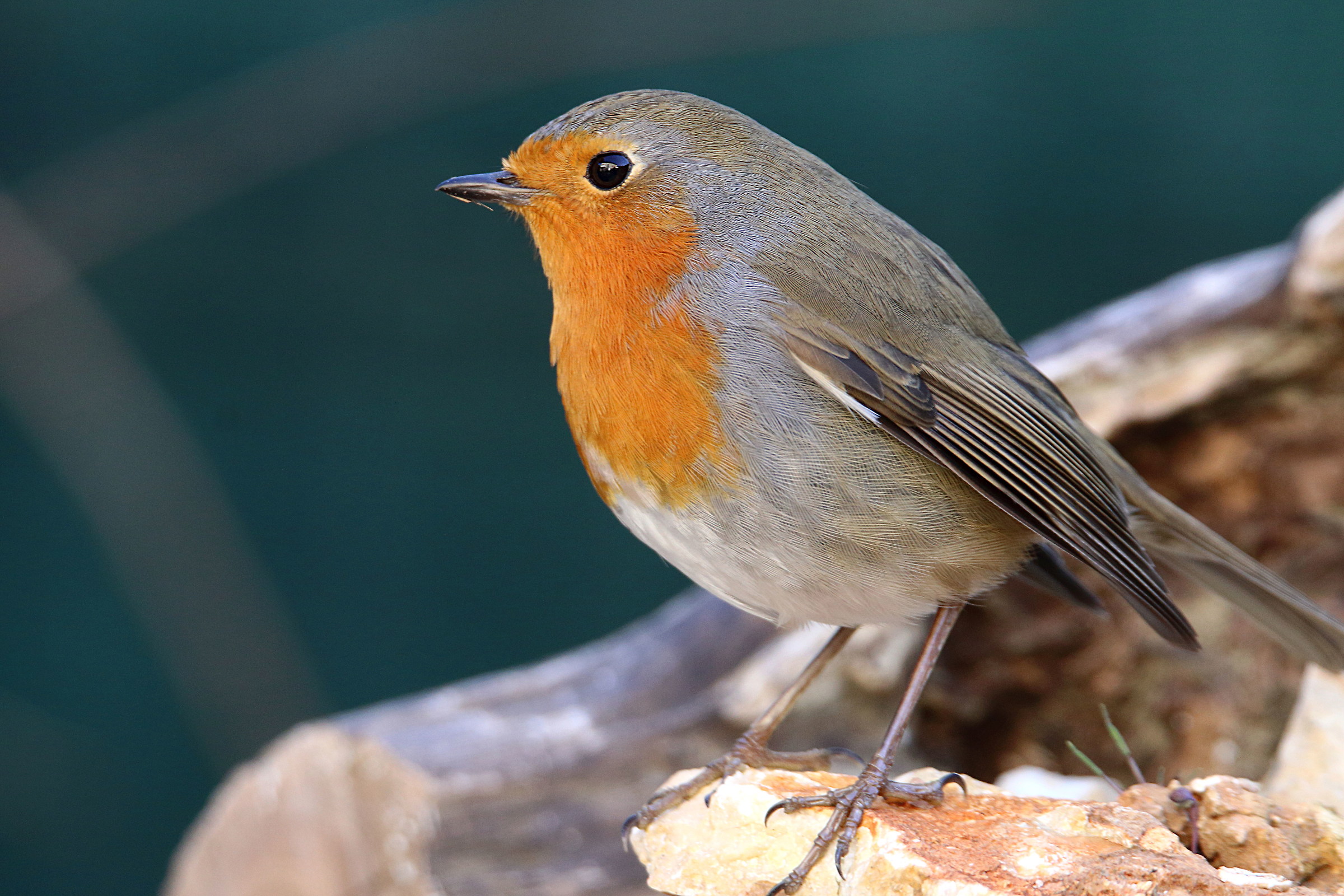 Robin