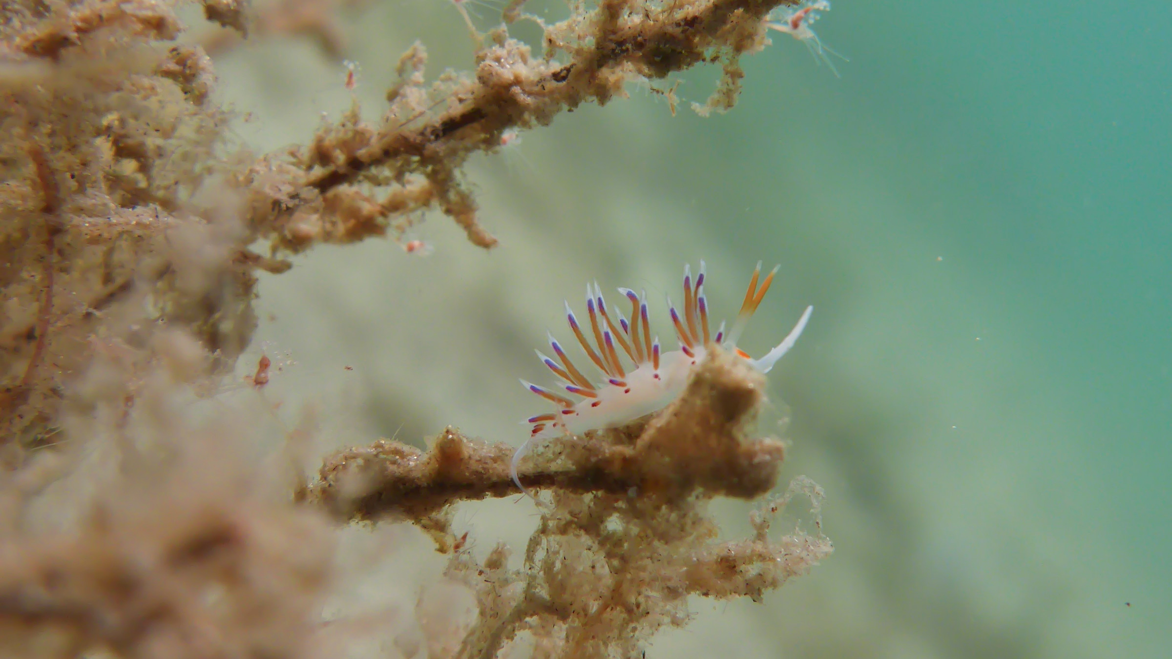 First meeting with a nudibranch - Cratena farfetched