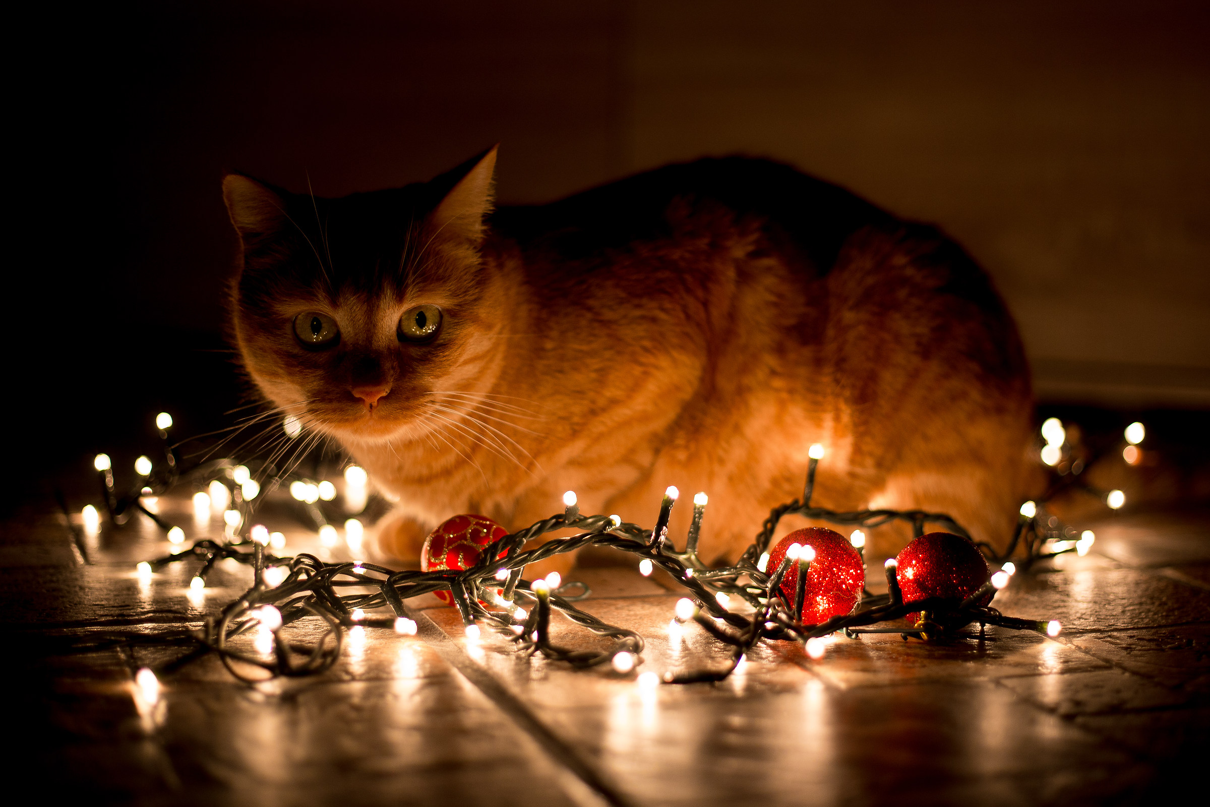 Chi mi aiuta con le luci?