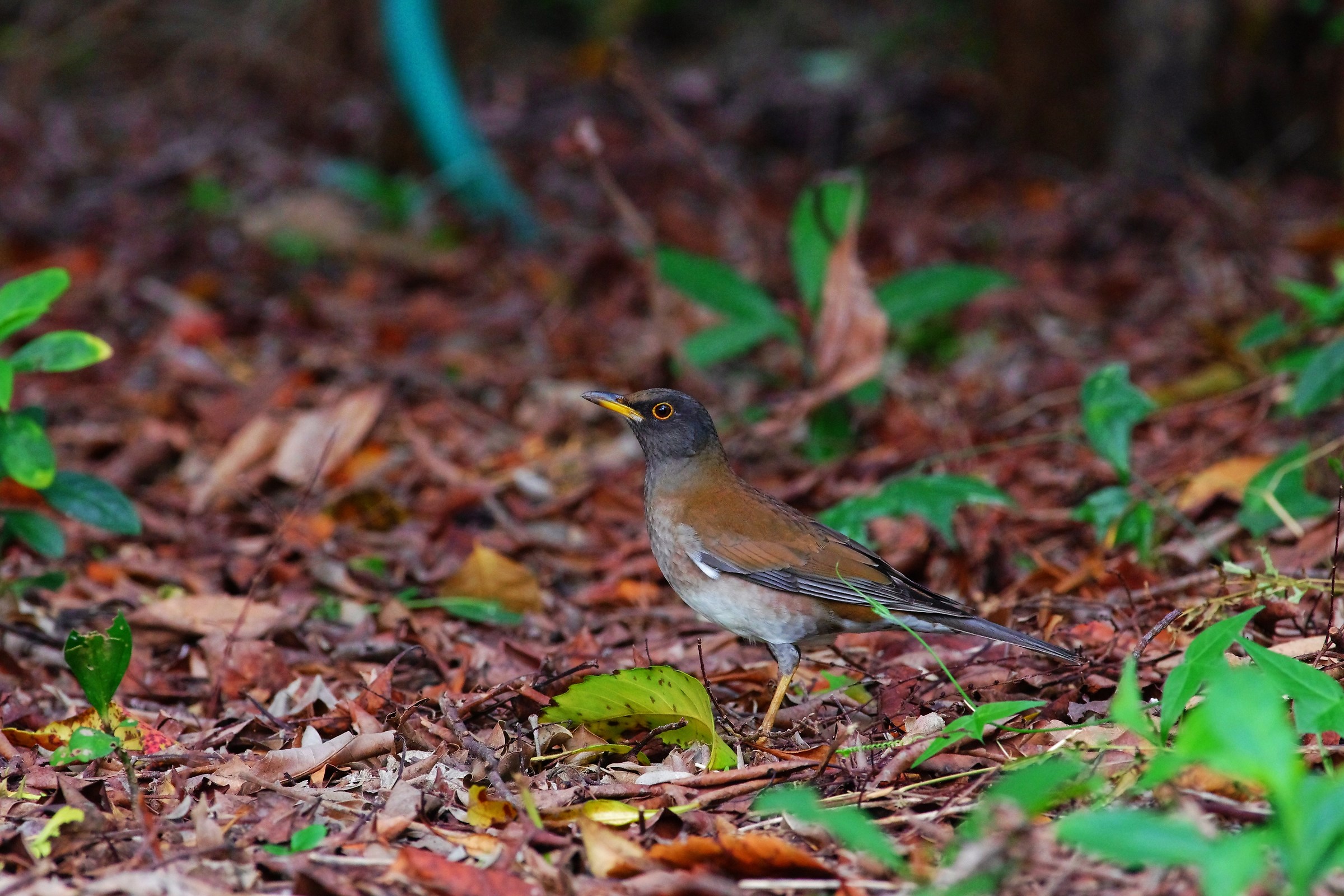 Pale Thrush