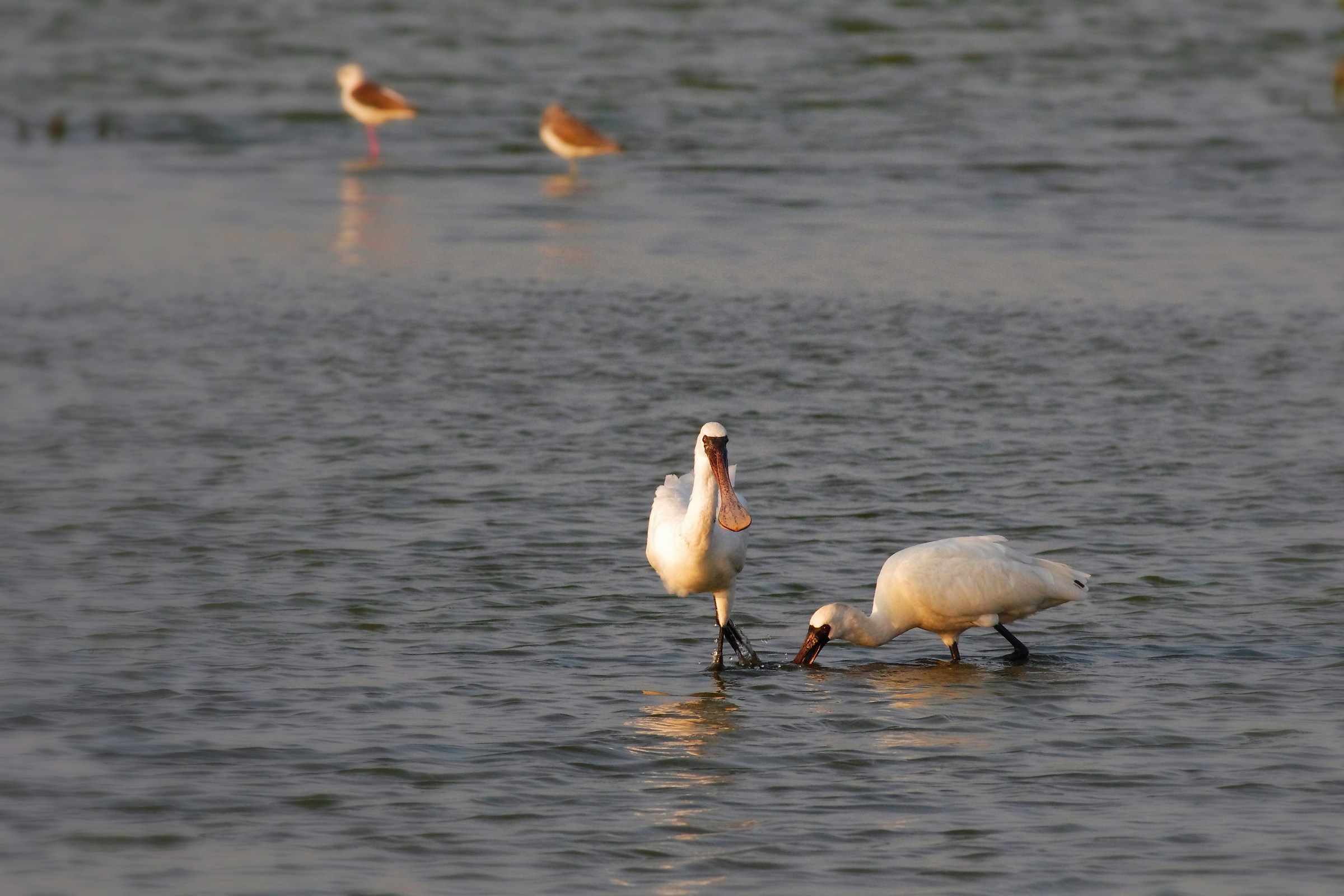 Black-faced Spoonbill