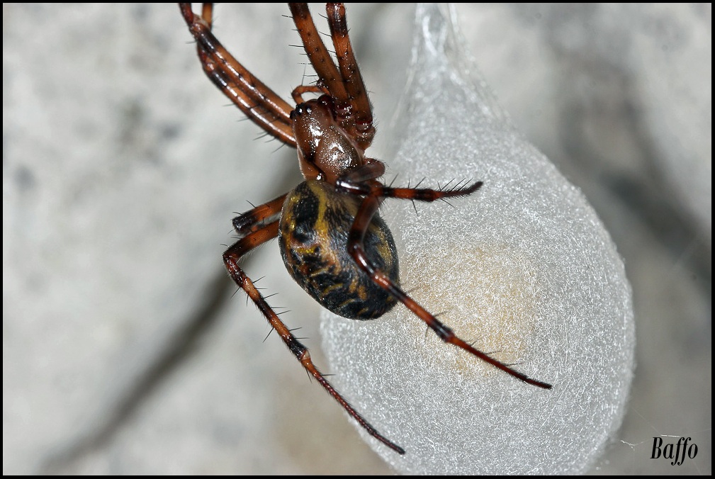 Meta Menardi with ovisacco