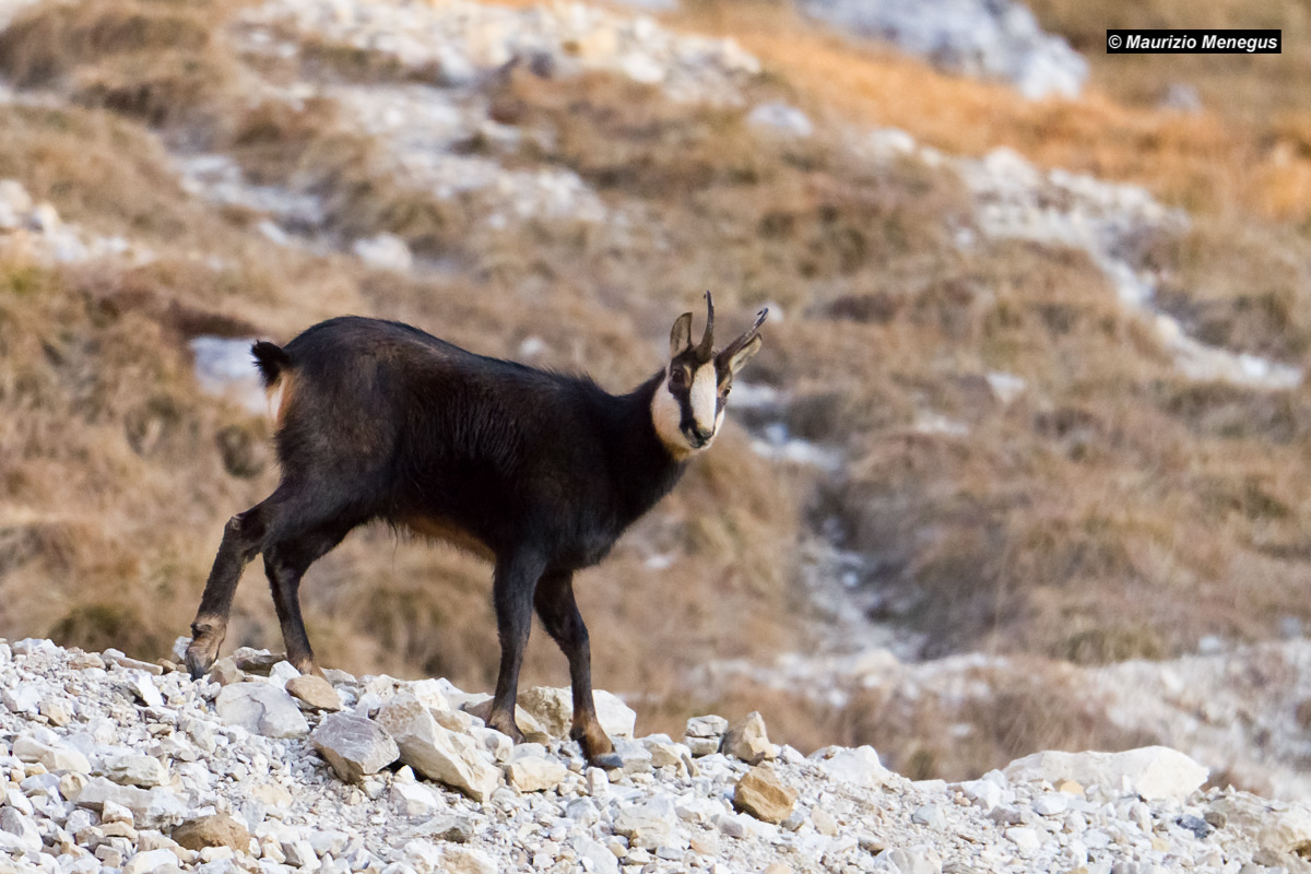 Un'occhiata al fotografo
