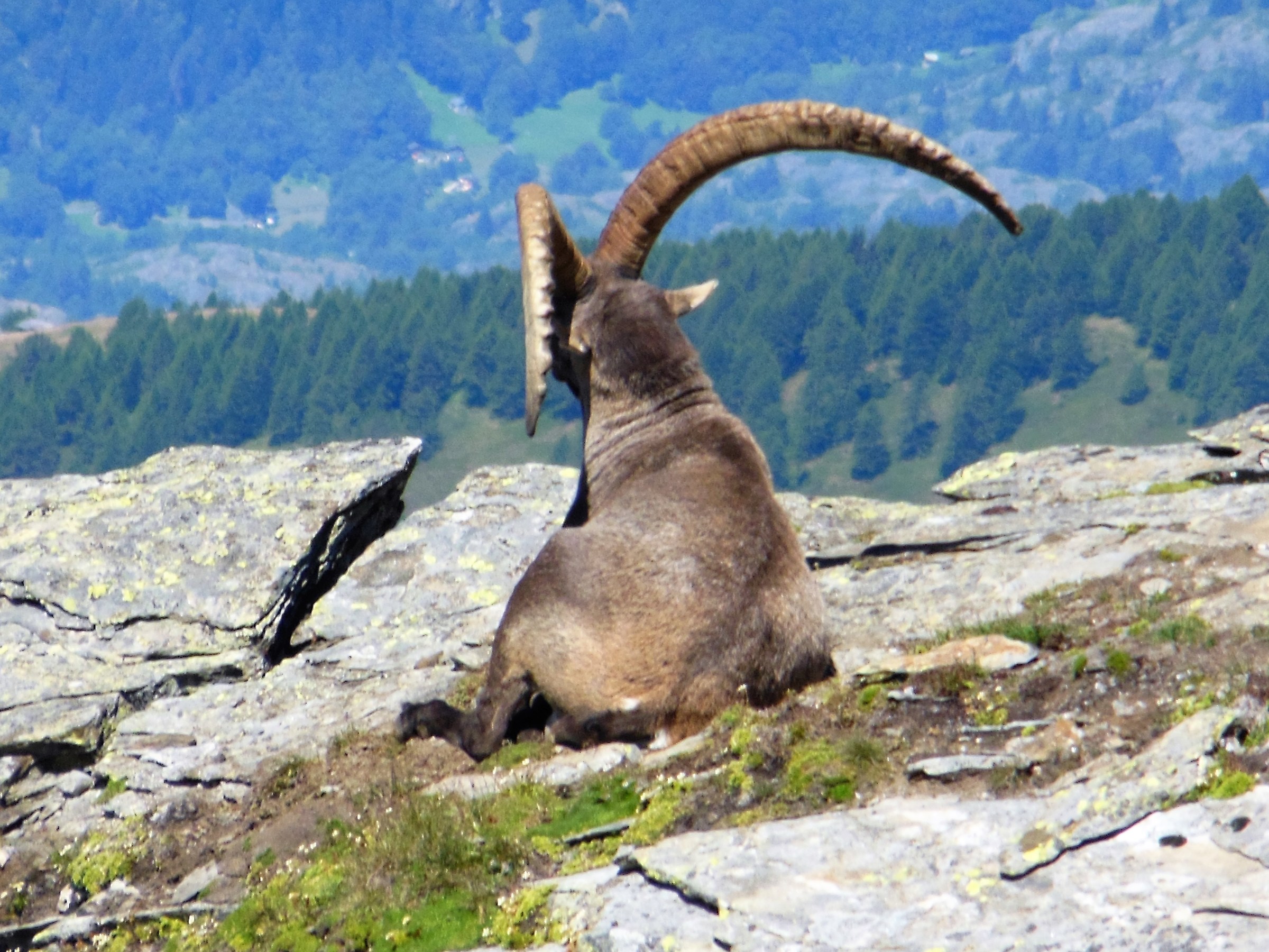 Alpe Veglia: ibex .... shy!