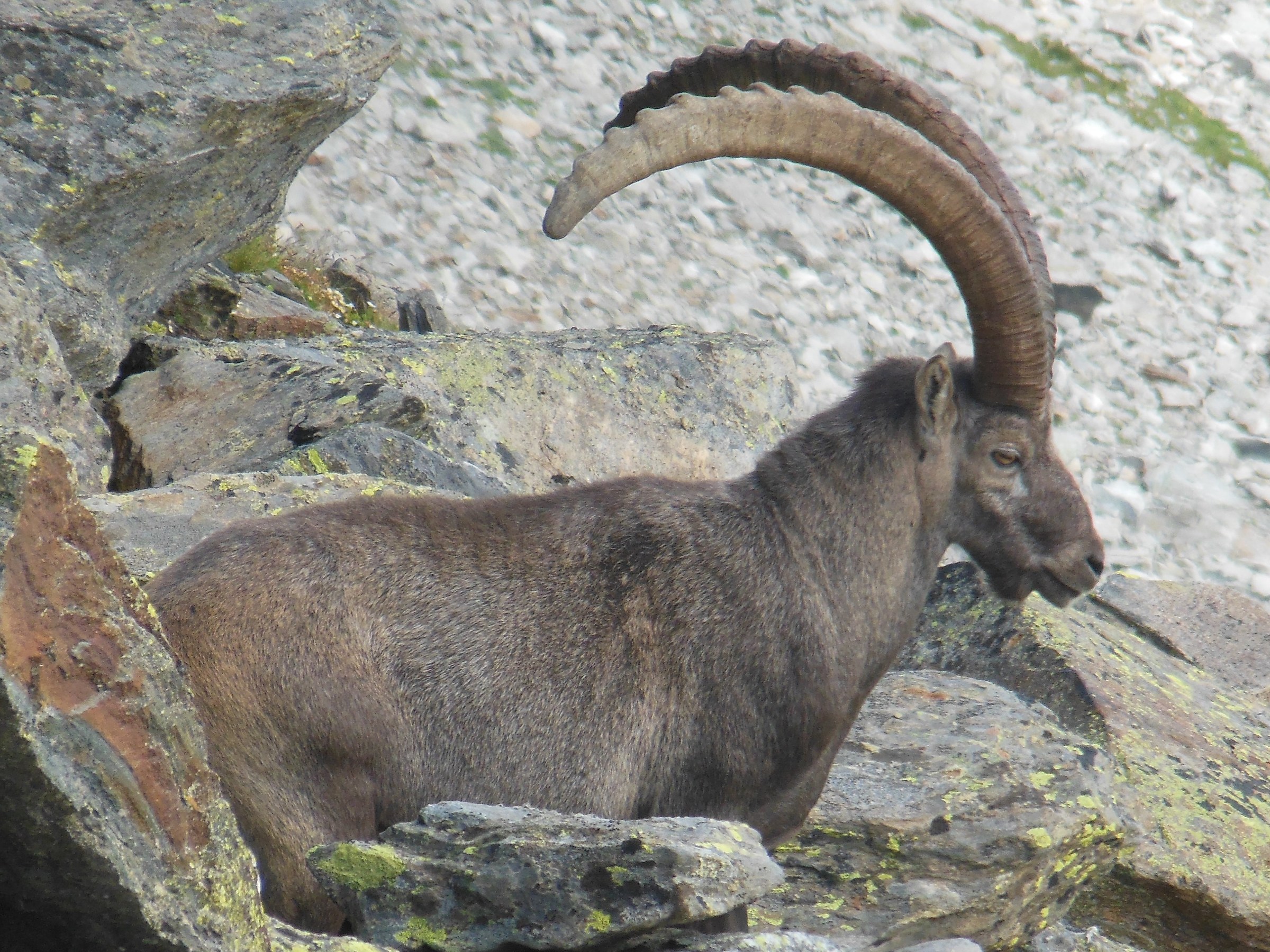 Alpe Veglia: ibex ..... beware!