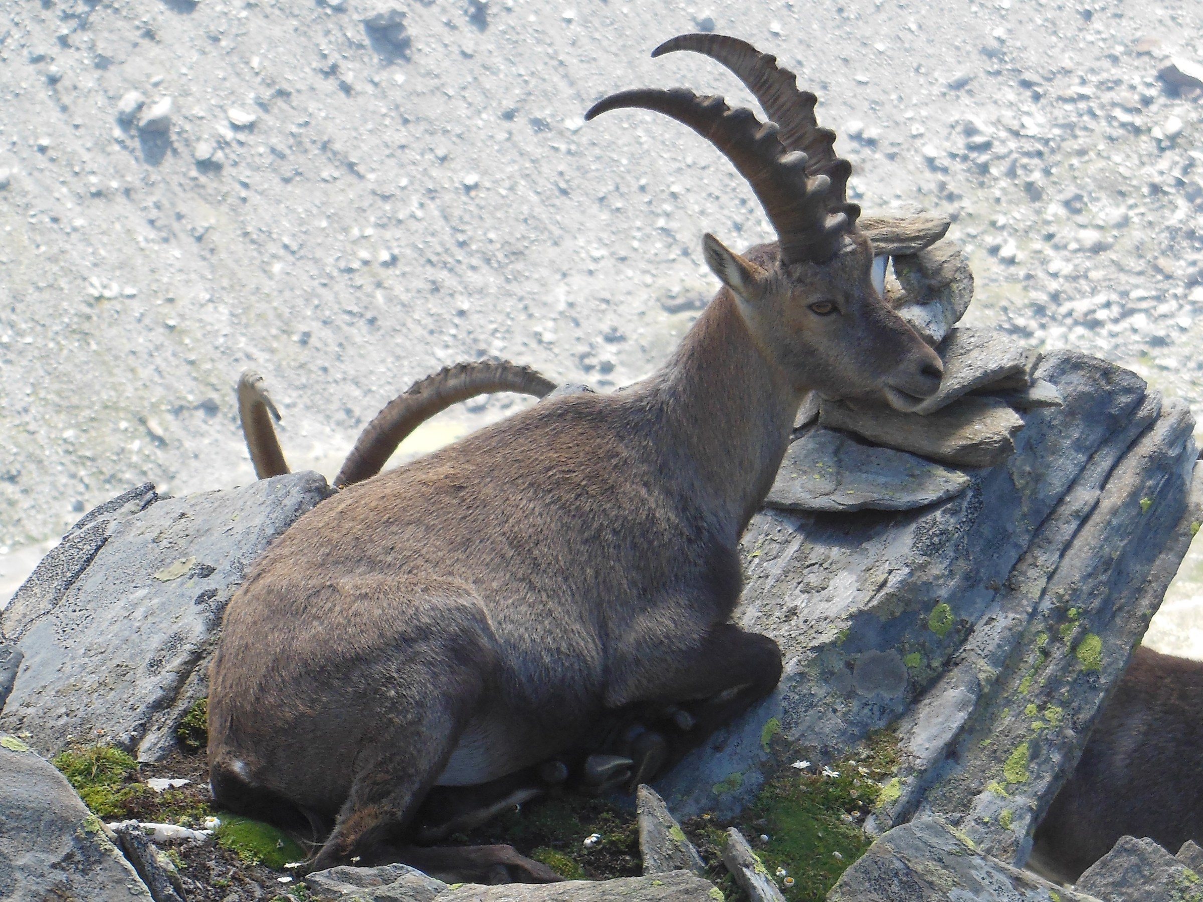 Alp vigil: ibex ... quiet ....