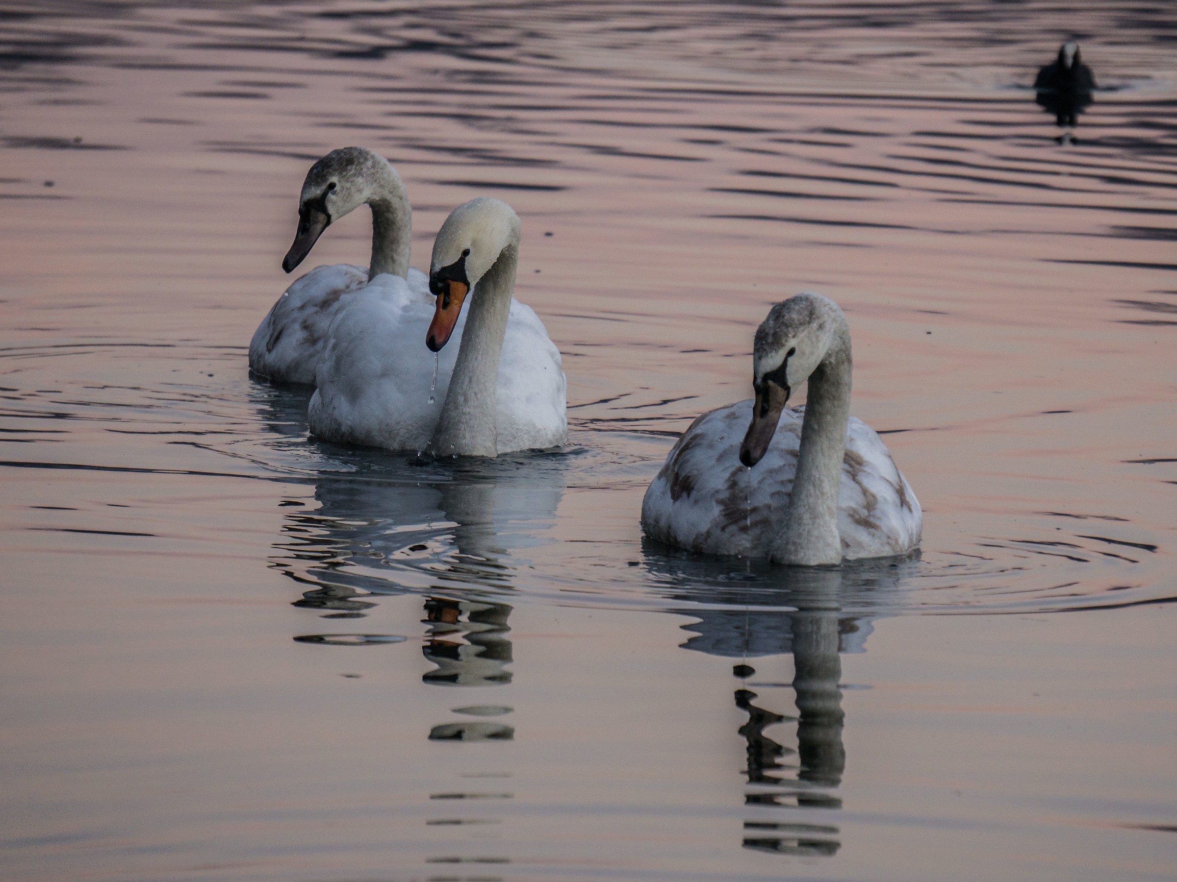 three swans
