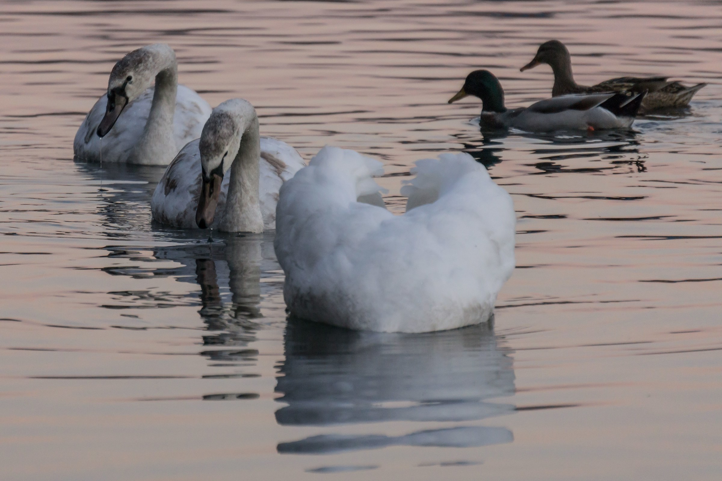 Three swans and two ducks