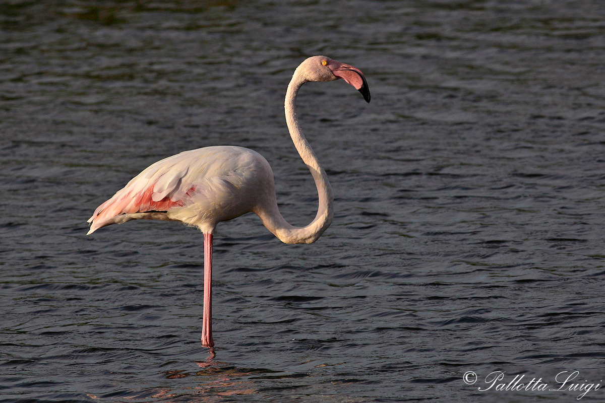 Fenicottero(Phoenicopterus roseus)