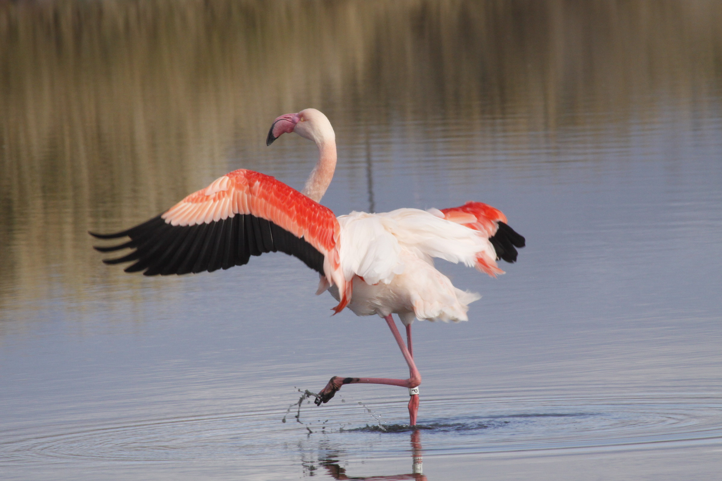 Natural Park Molentargius