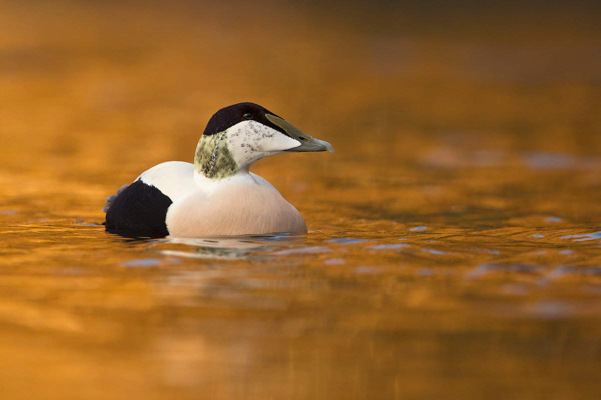 Eider male