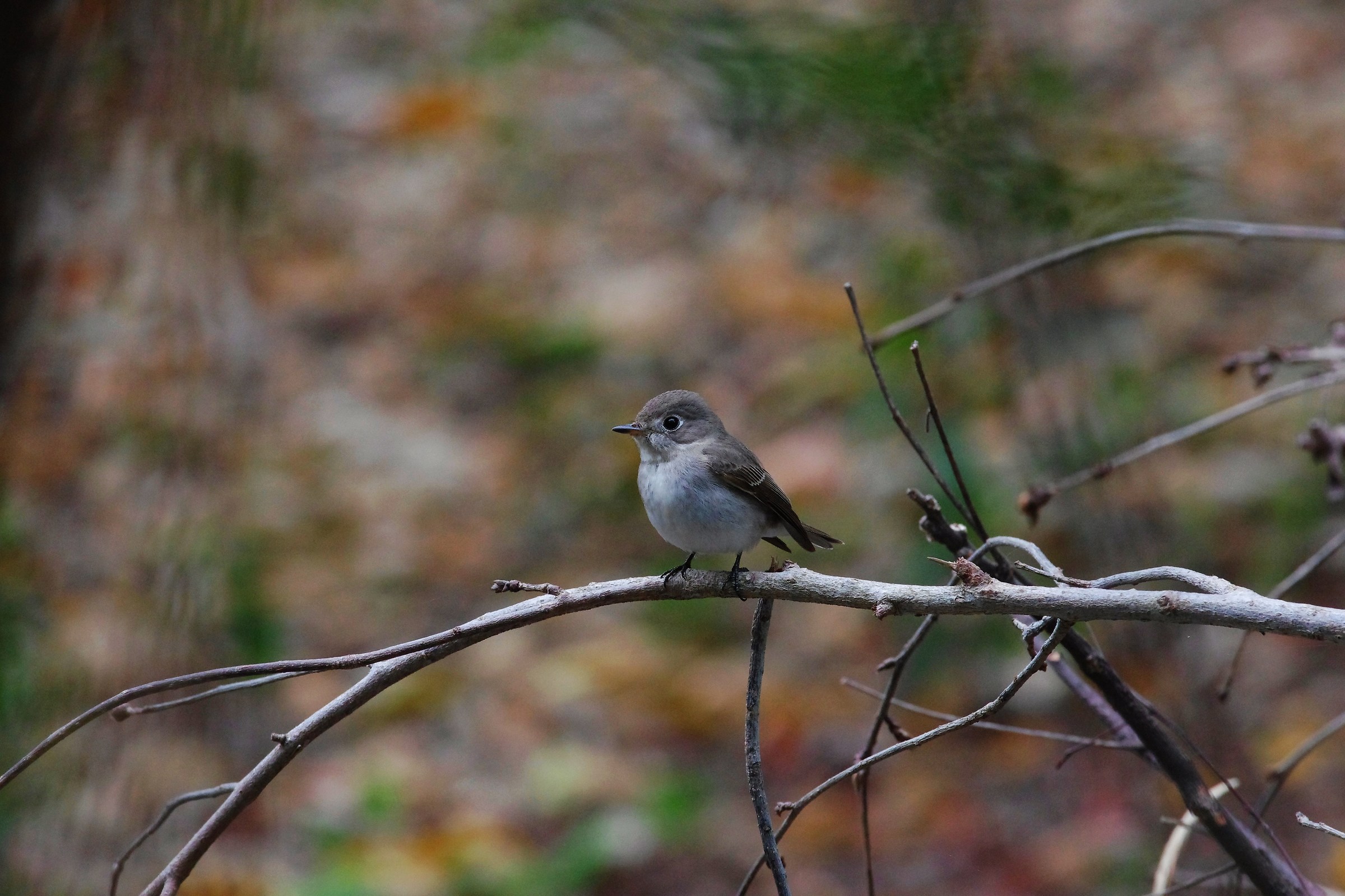 Asian Brown Flycatcher