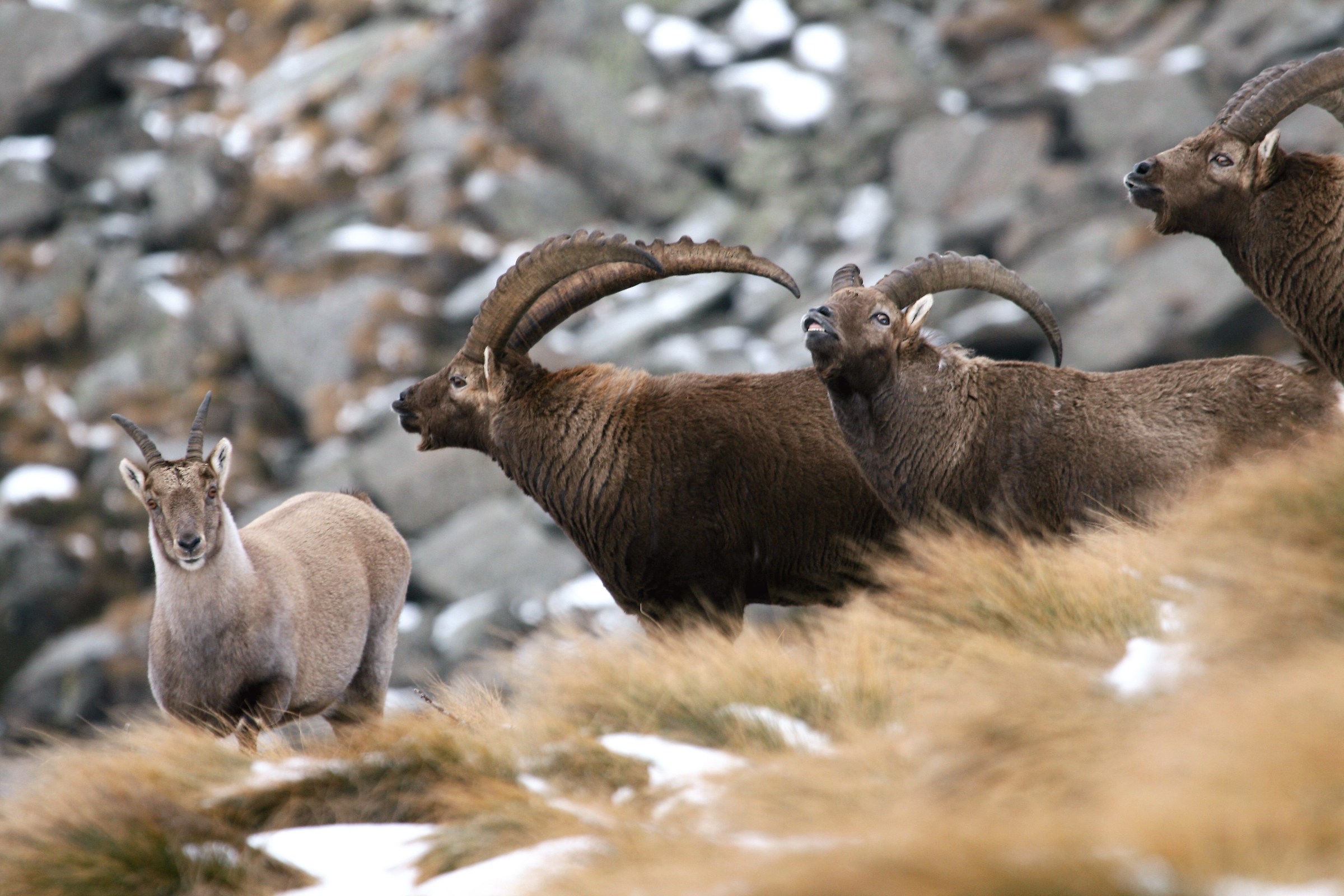 Stambecco - La stagione dell'amore viene e va...