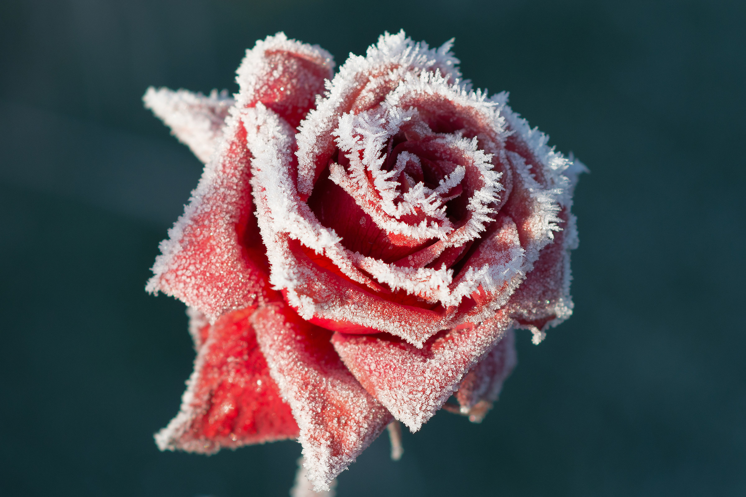 Rose in December