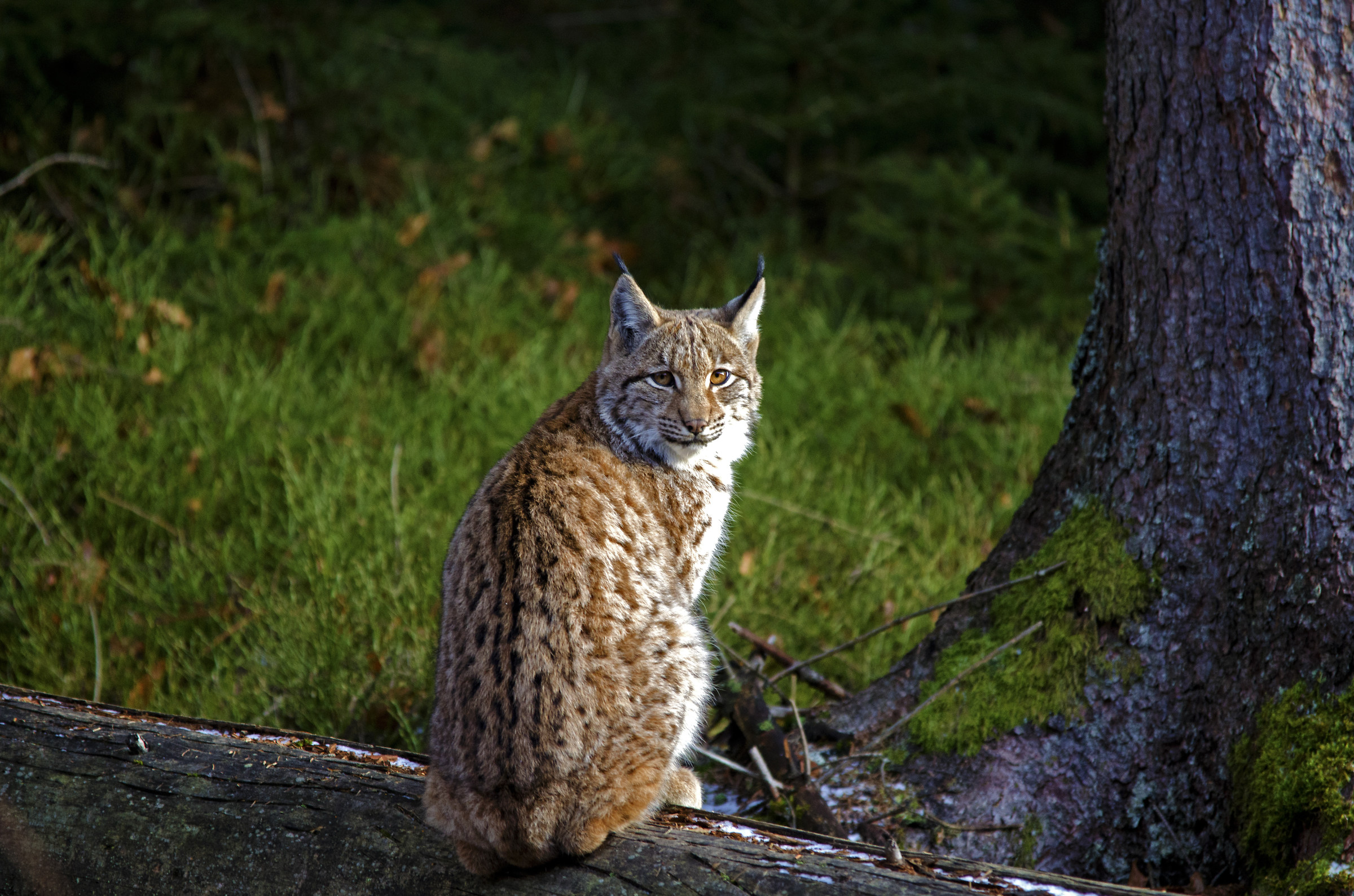 Lince (Lynx lynx)