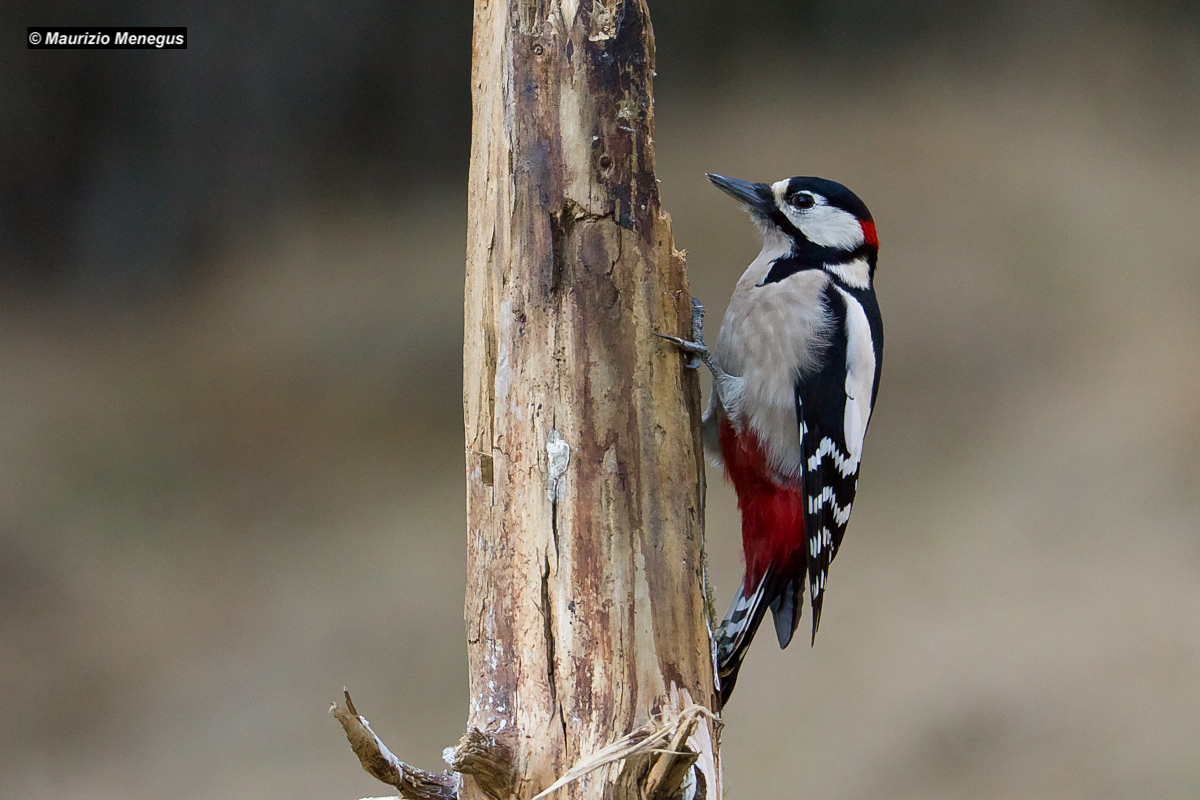 Picchio rosso maggiore maschio