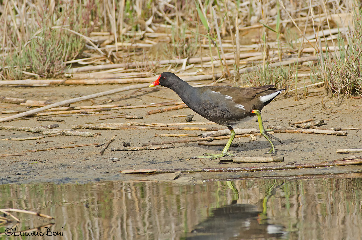 Moorhen